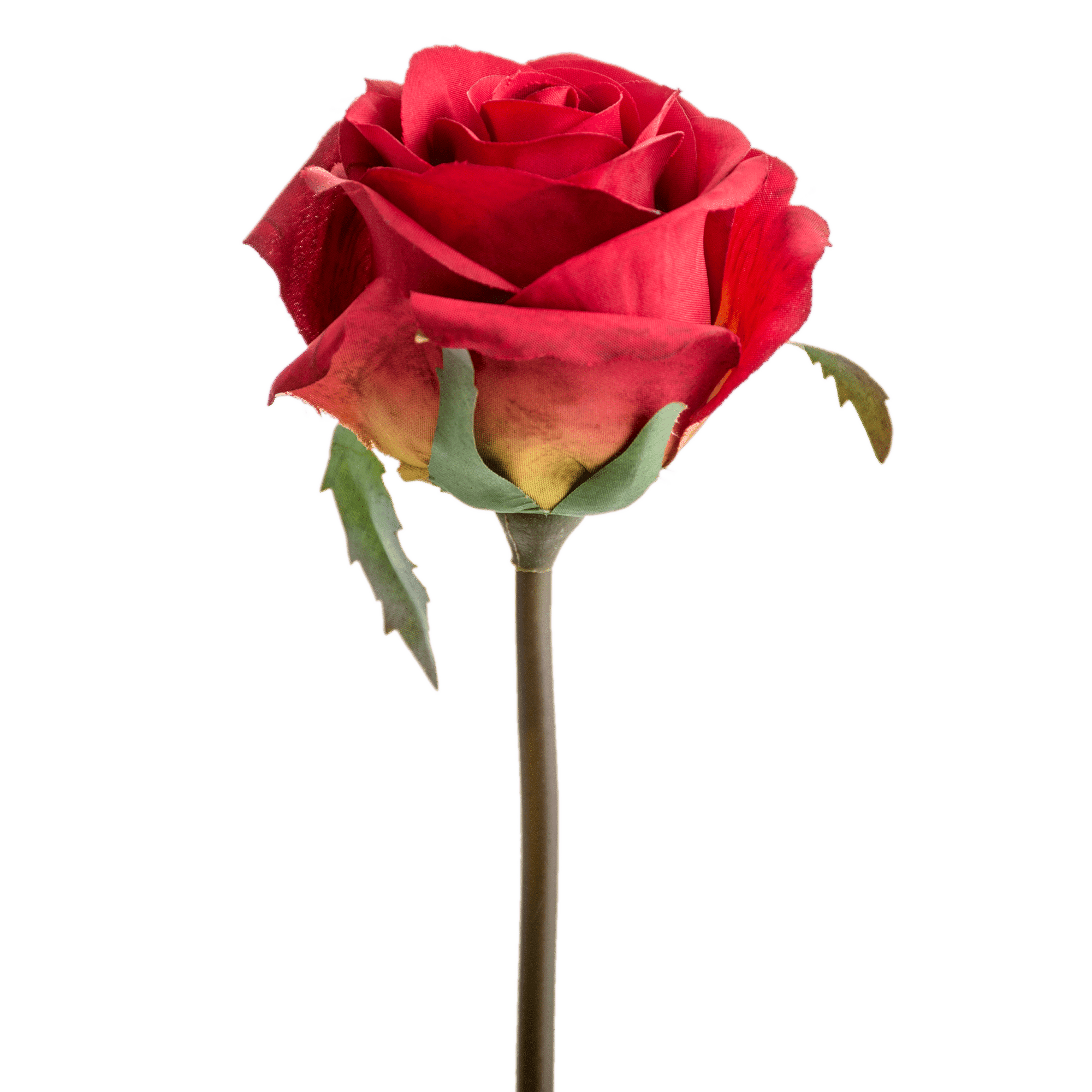 Rose Stem