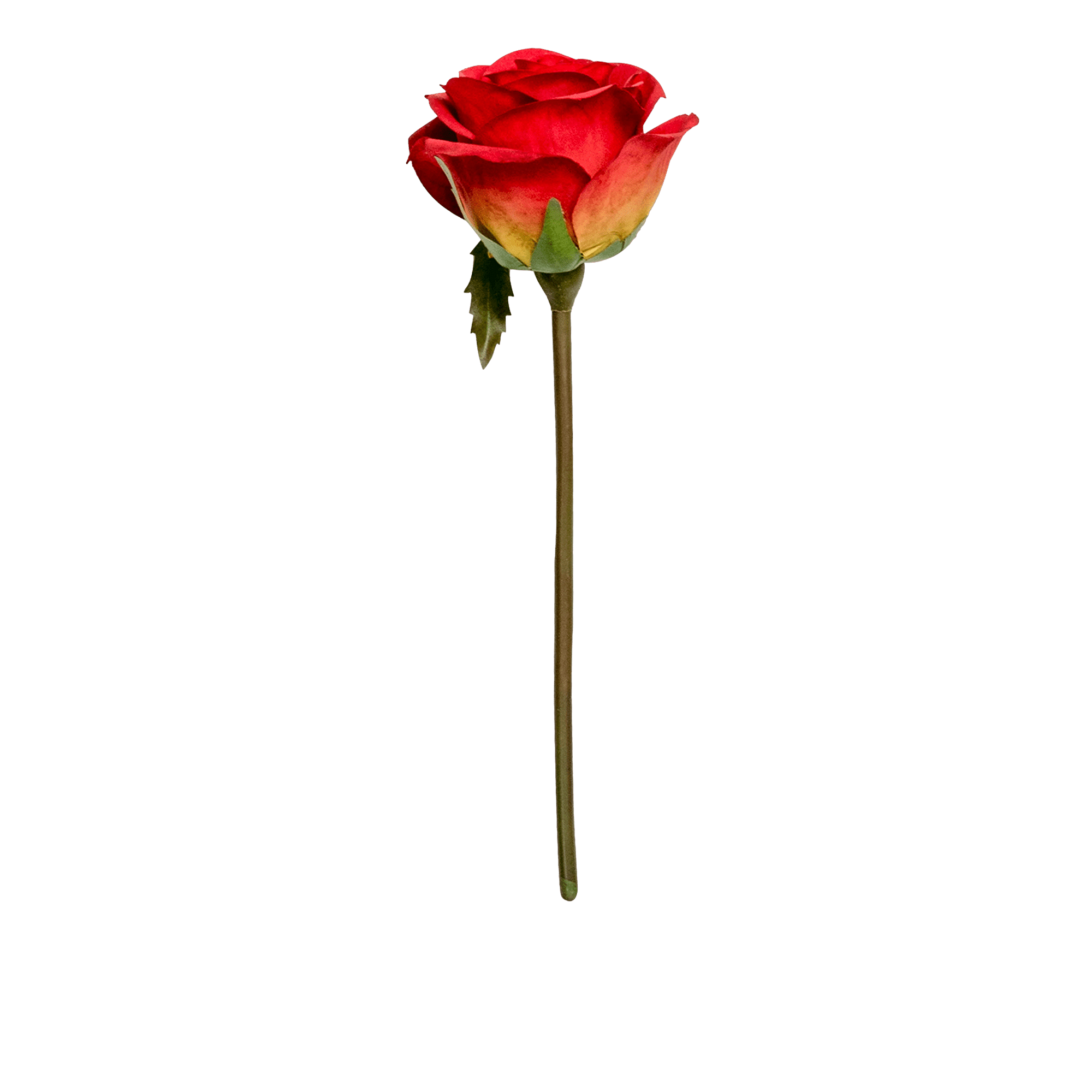 Rose Stem