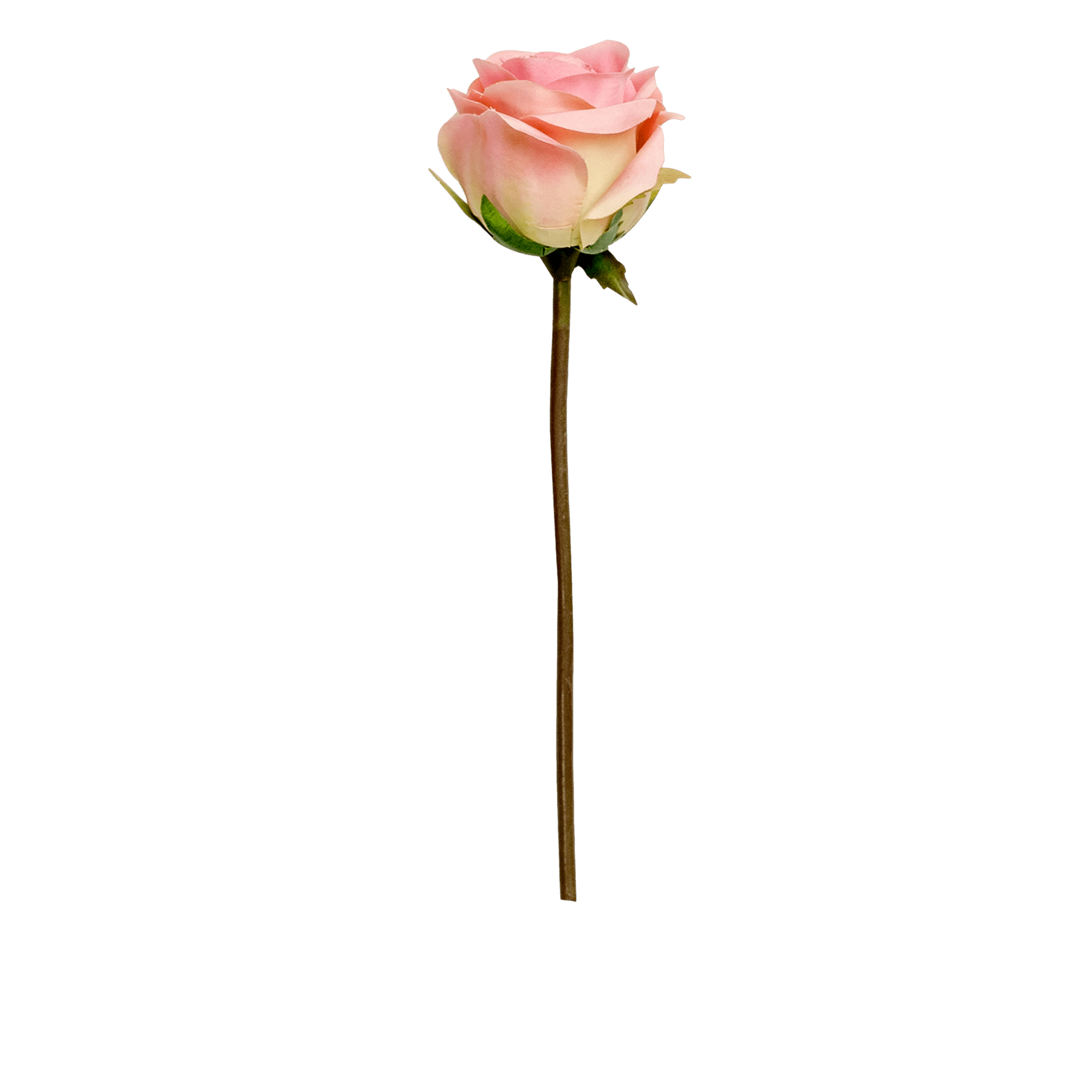 Rose Stem
