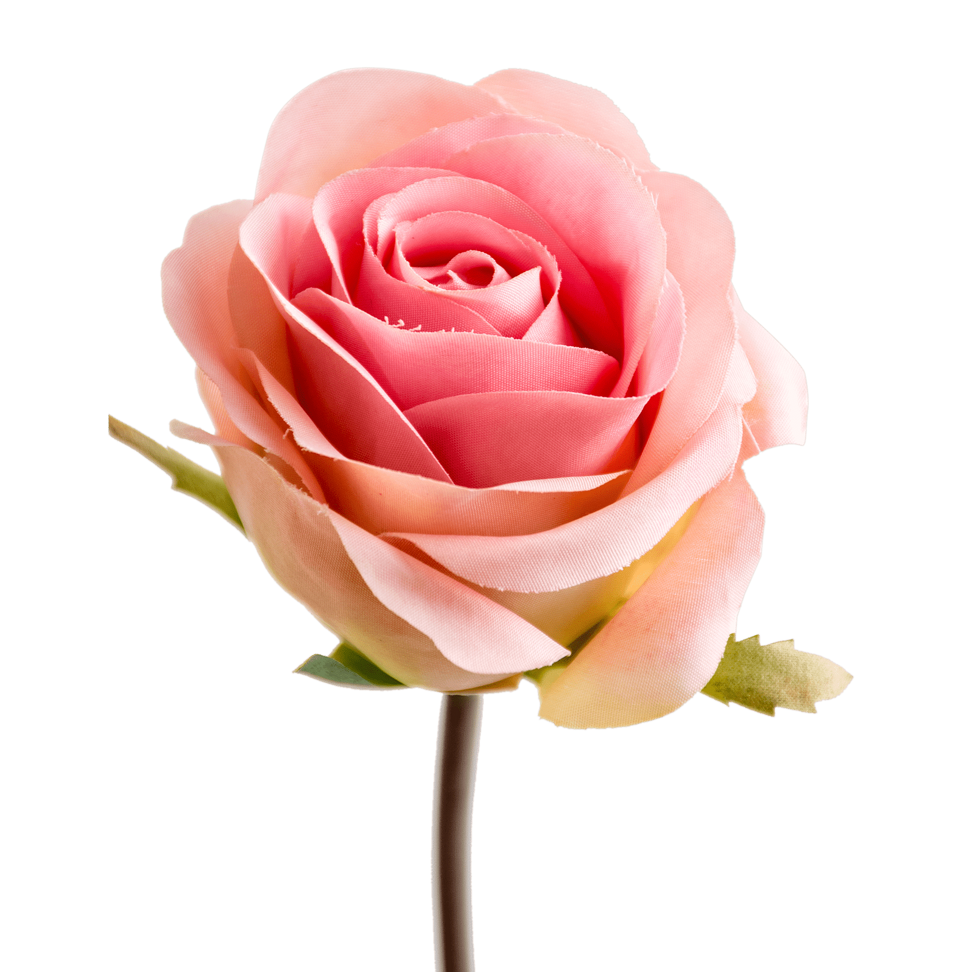Rose Stem