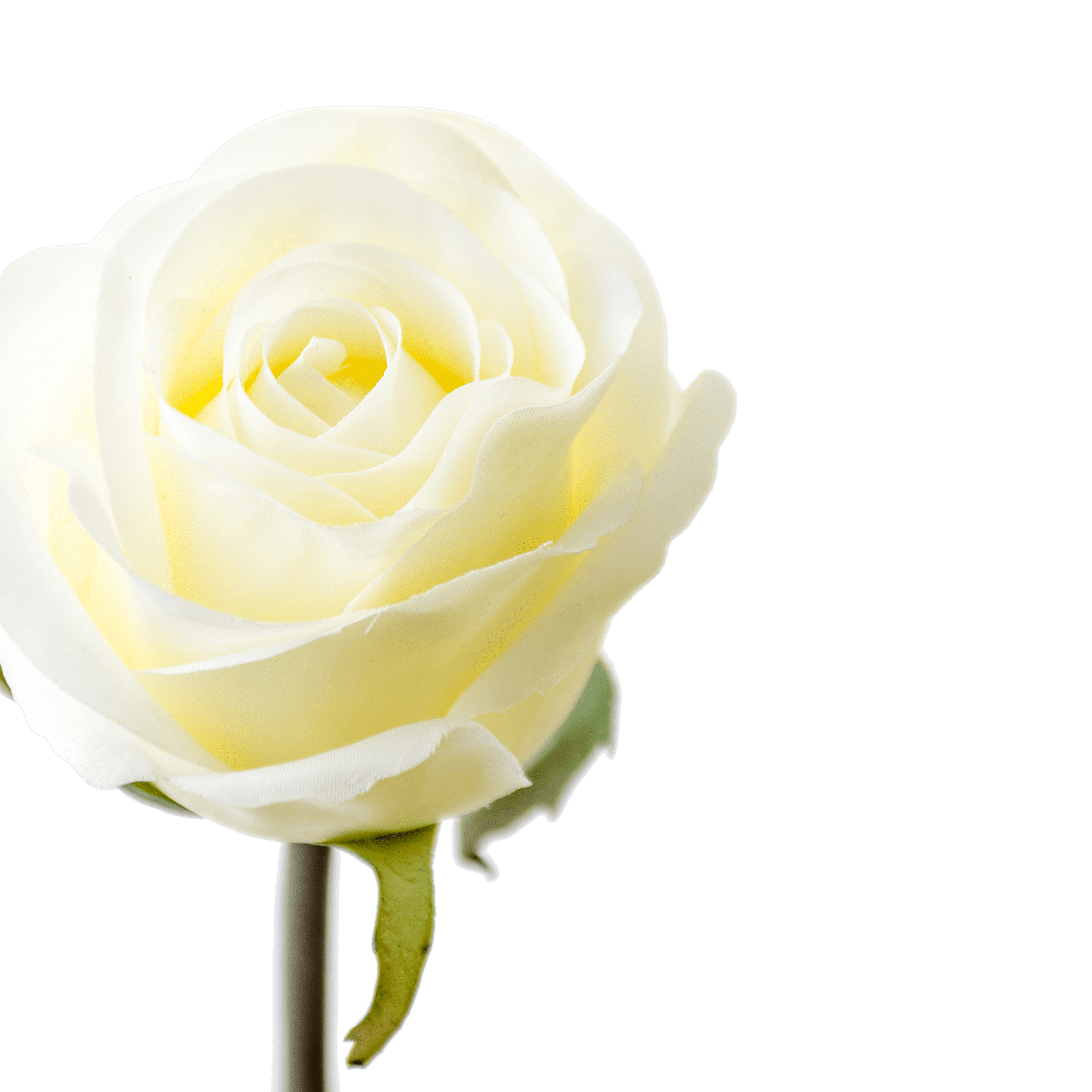 Rose Stem