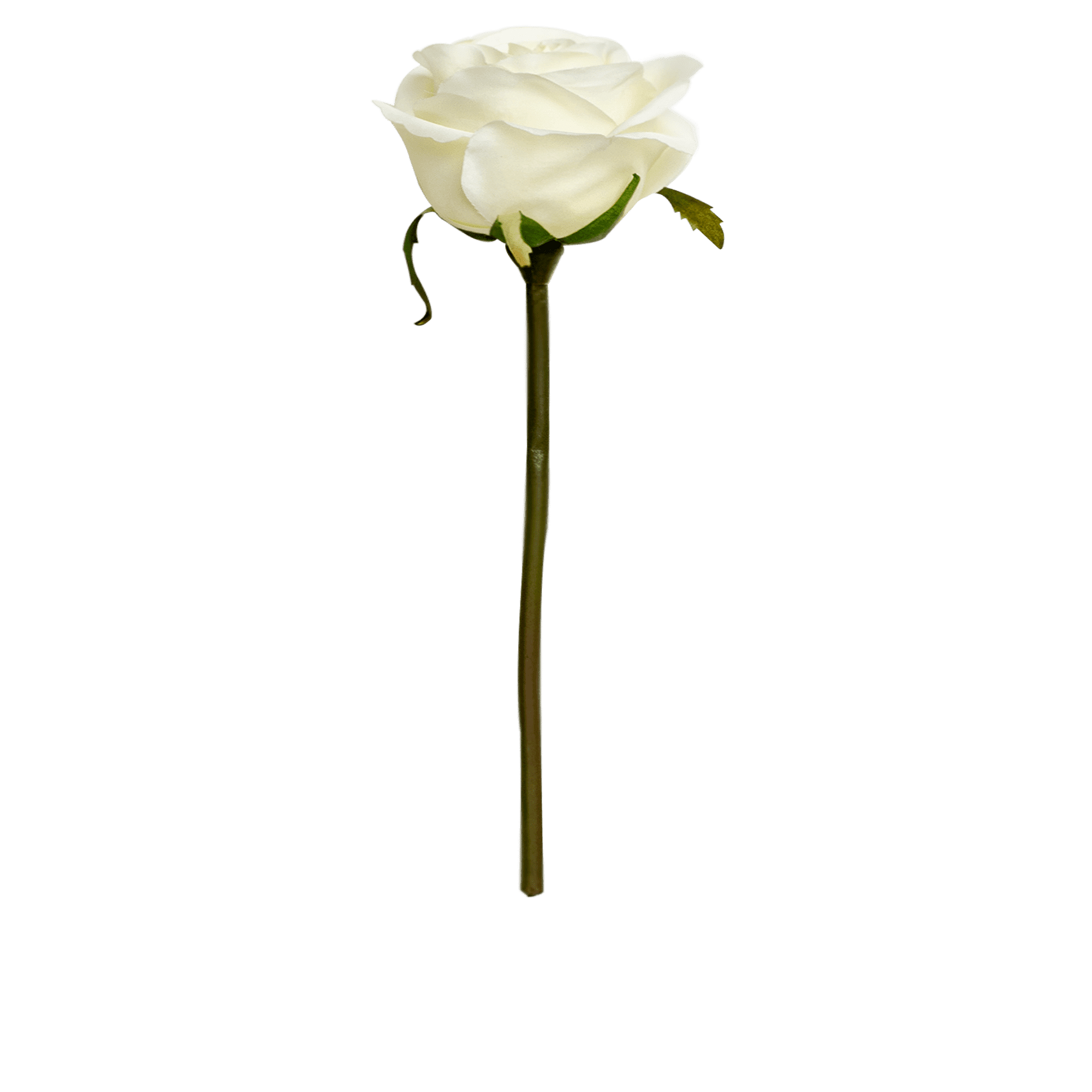 Rose Stem
