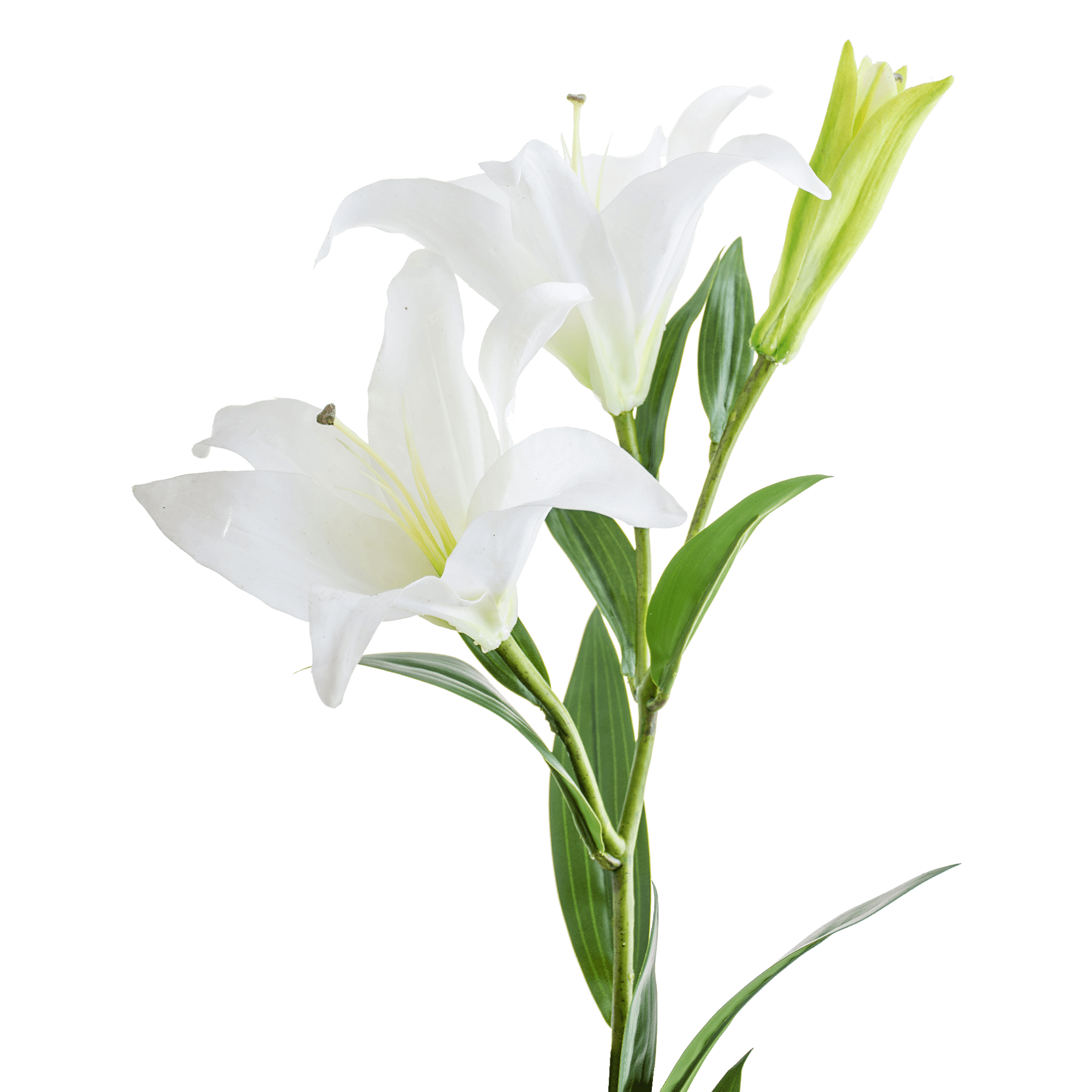 Lily Stem