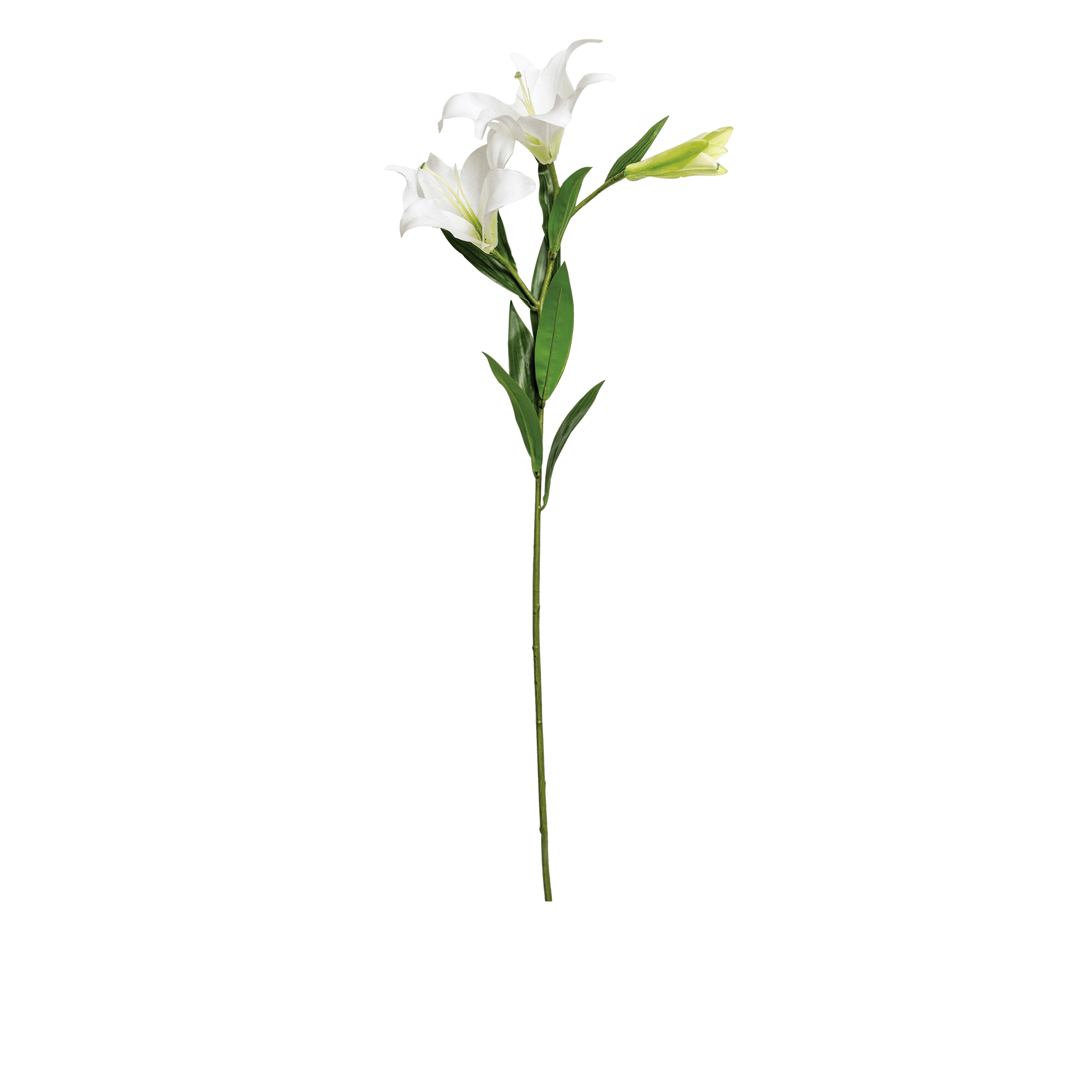 Lily Stem