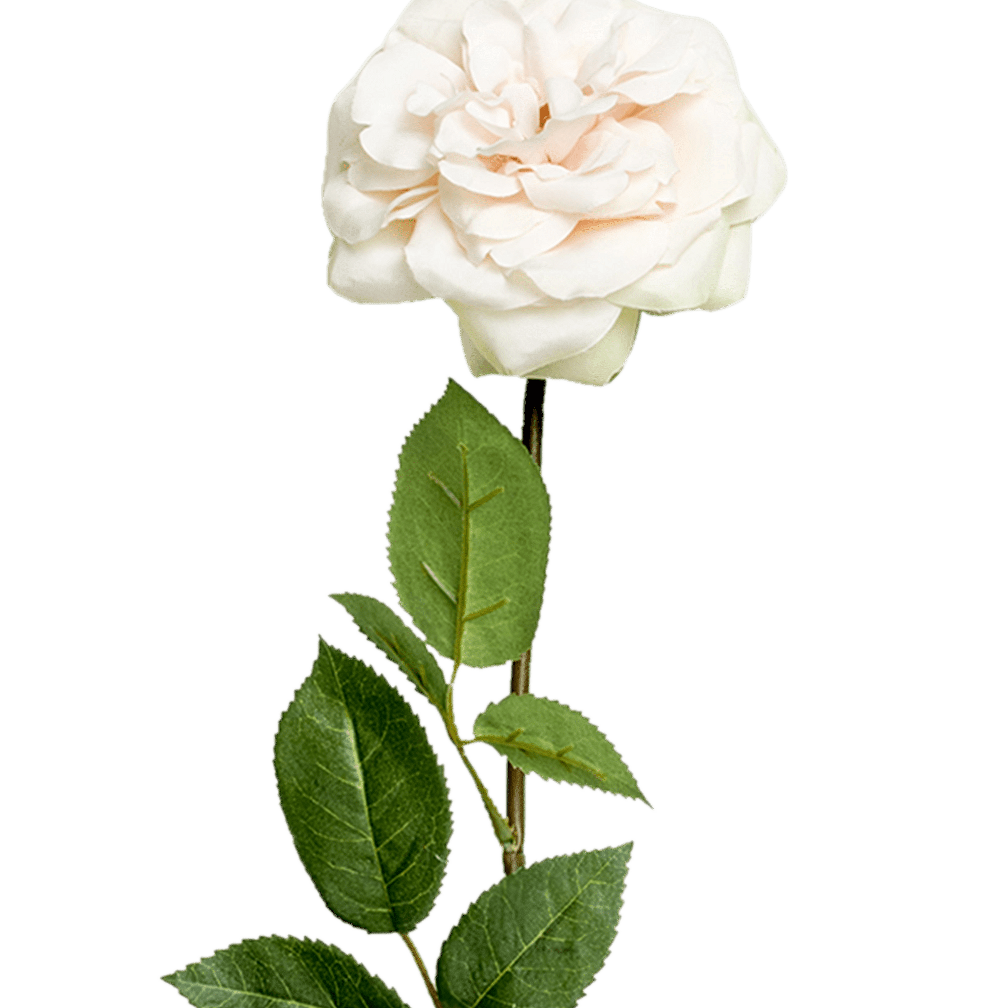 Rose Stem