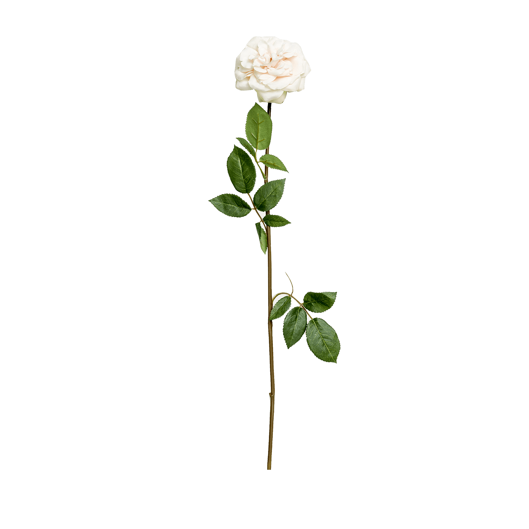 Rose Stem