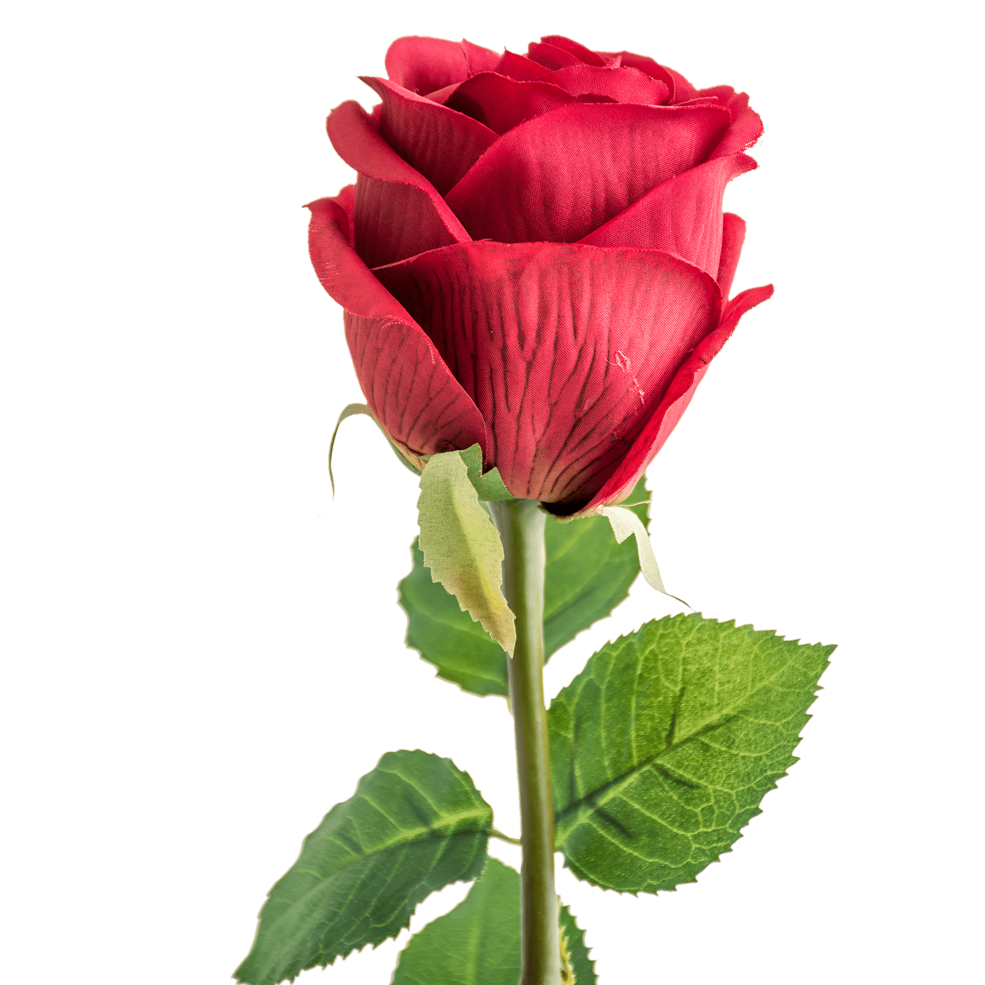 Rose Stem