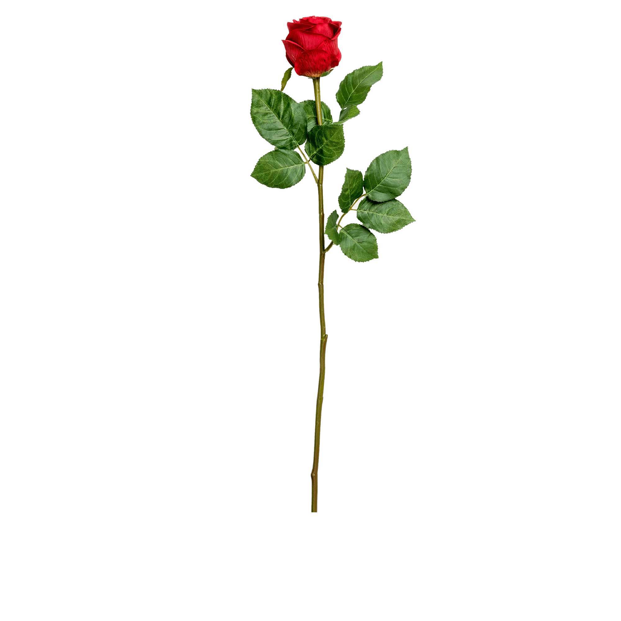 Rose Stem