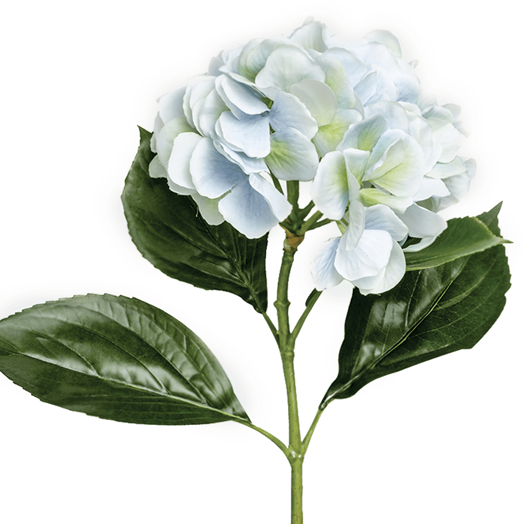 Hydrangea Stem