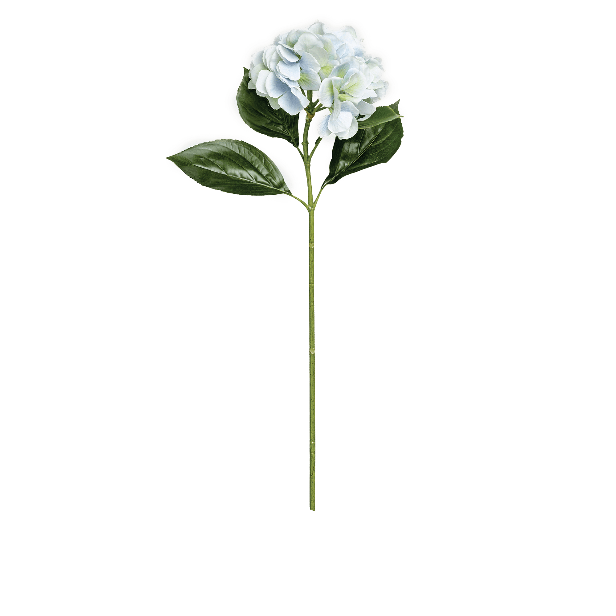 Hydrangea Stem