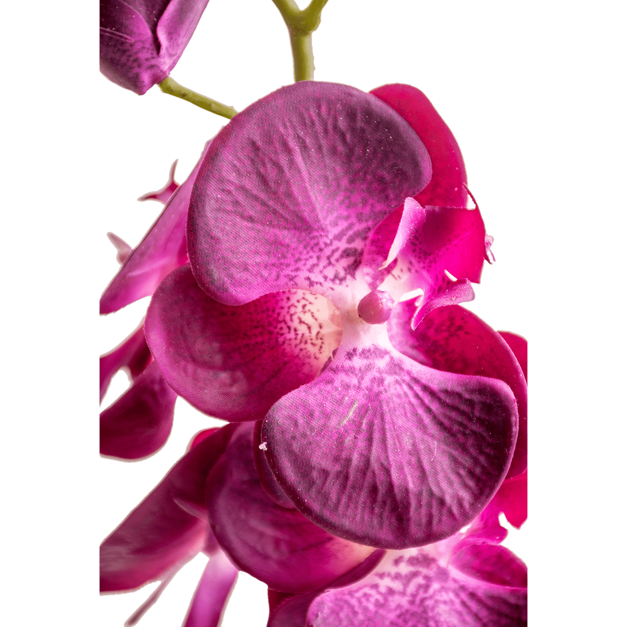 Phalaenopsis Stem