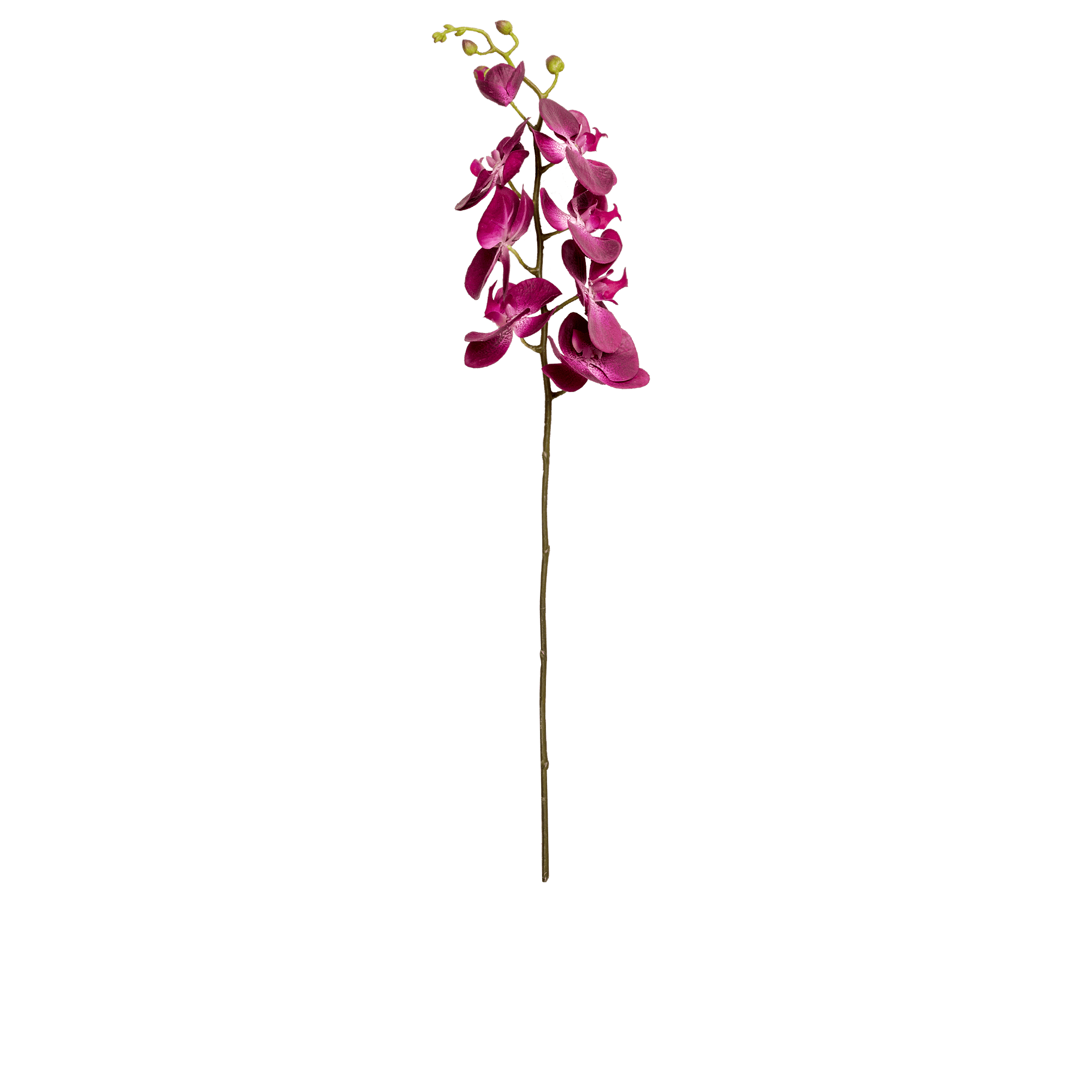 Phalaenopsis Stem
