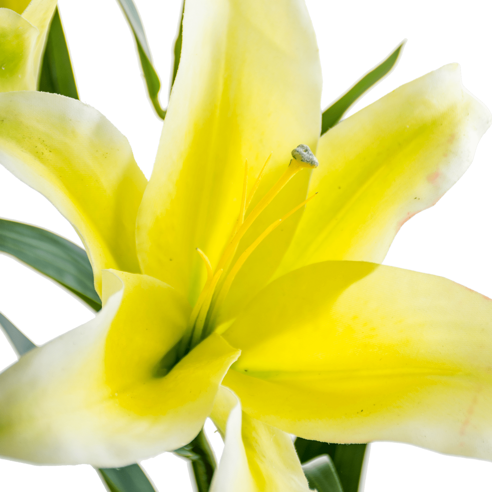 Lily Stem