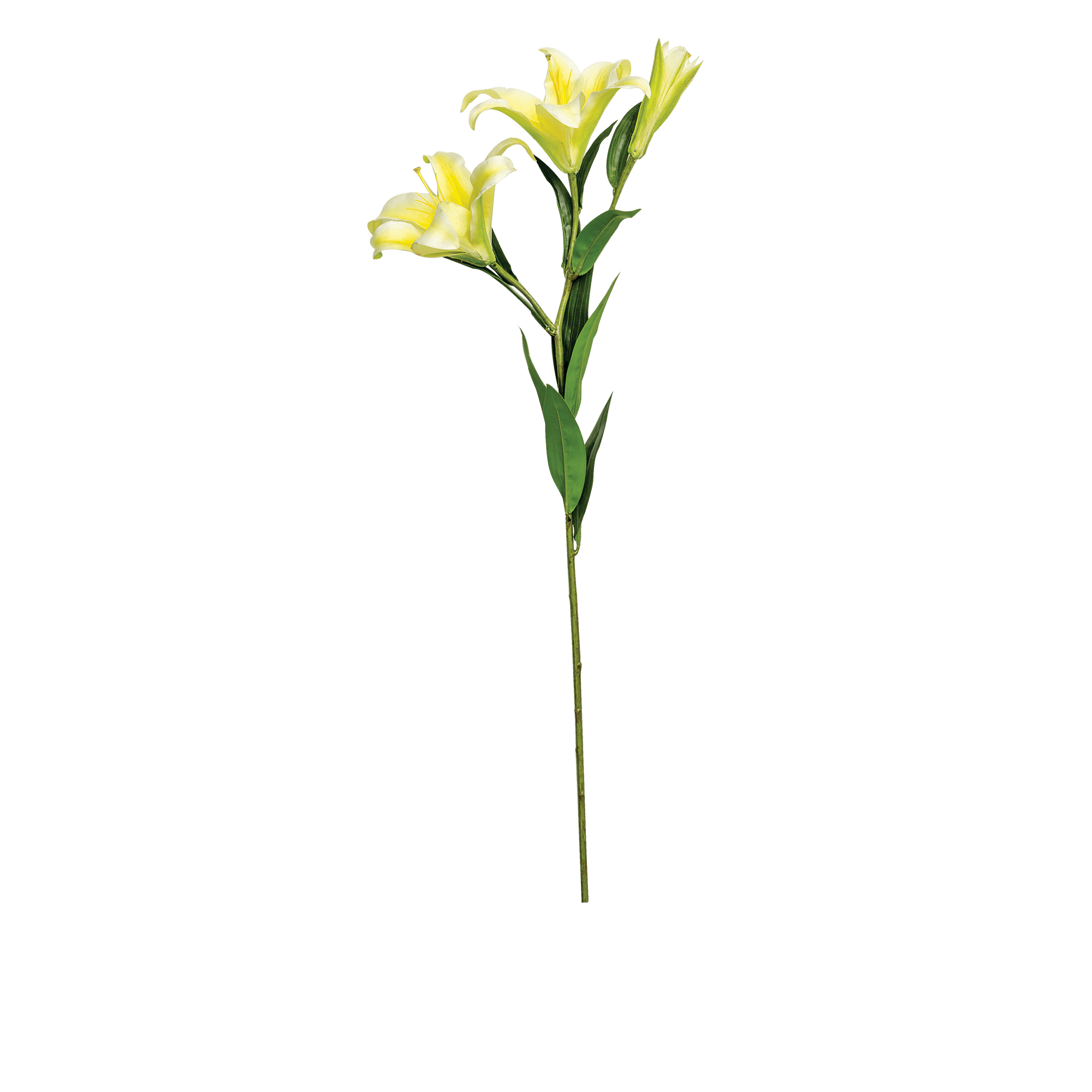 Lily Stem