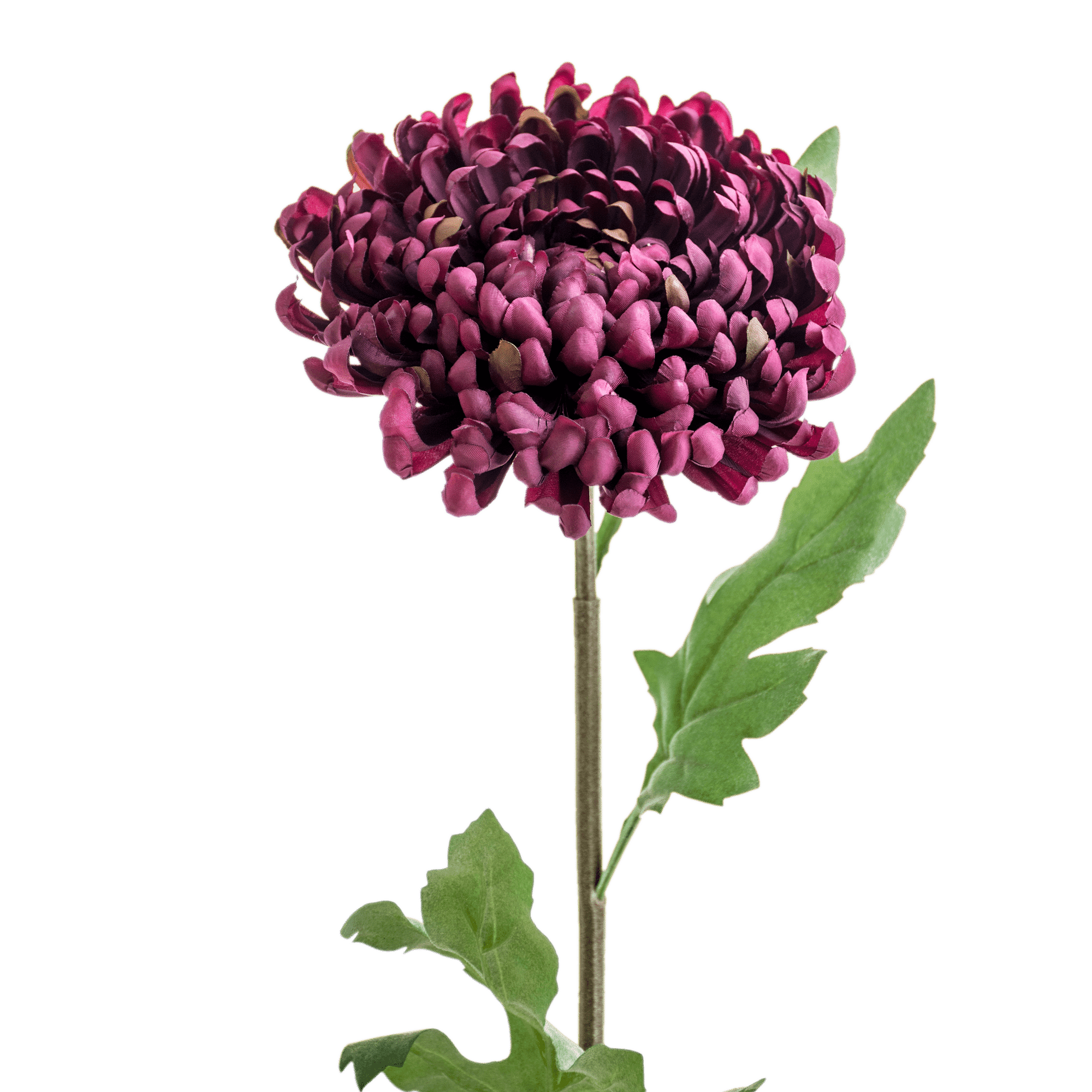 Chrysanthemum Stem