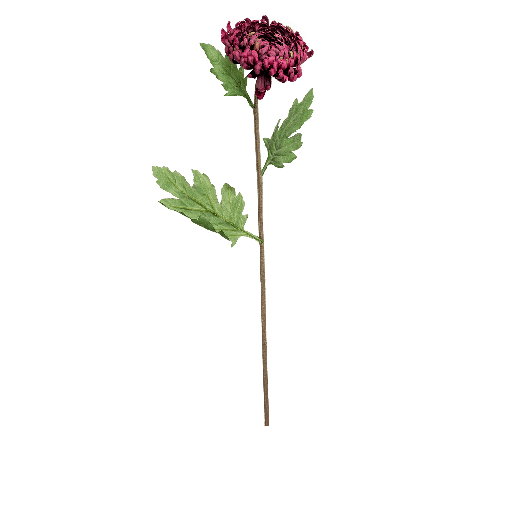 Chrysanthemum Stem