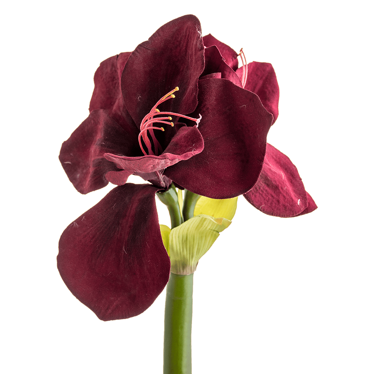 Amaryllis Stem