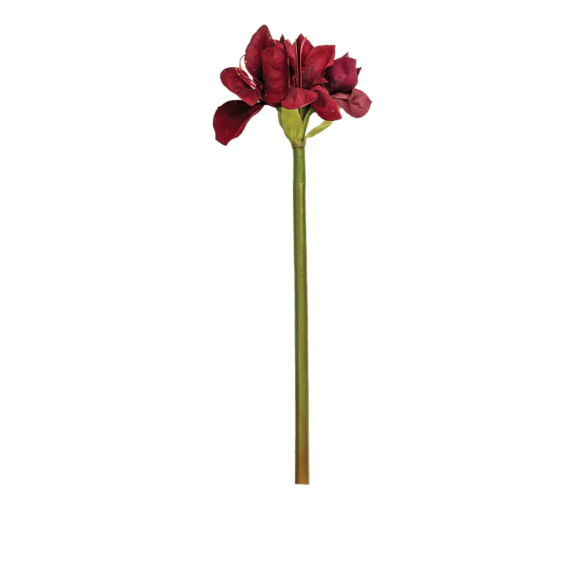 Amaryllis Stem