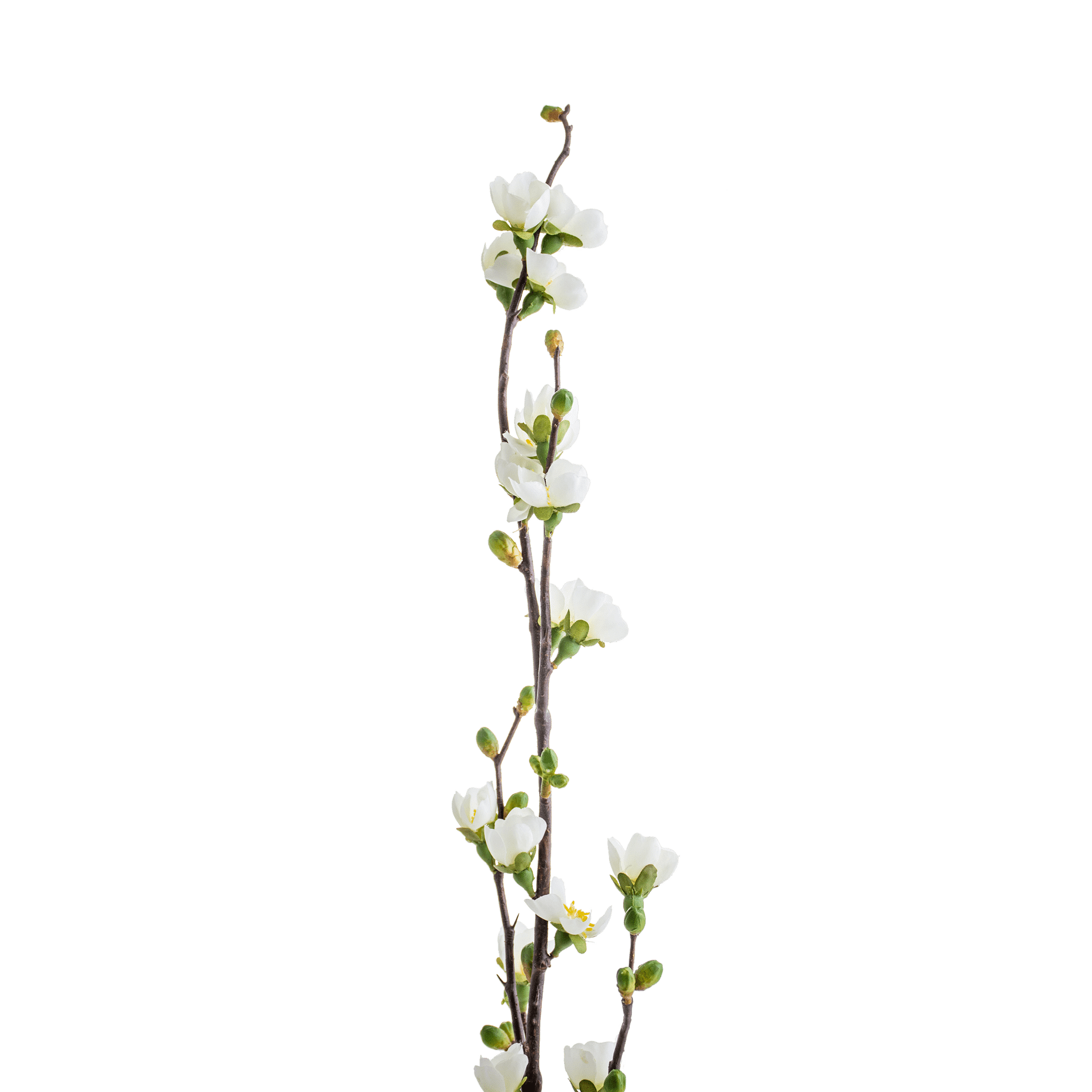 Peach Stem