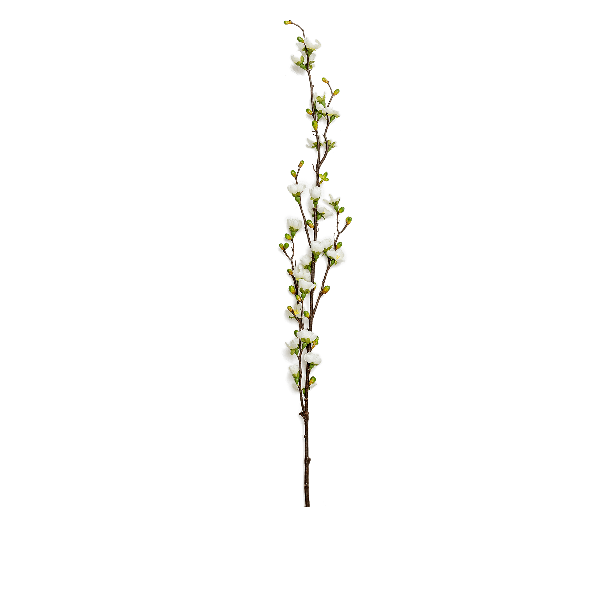 Peach Stem