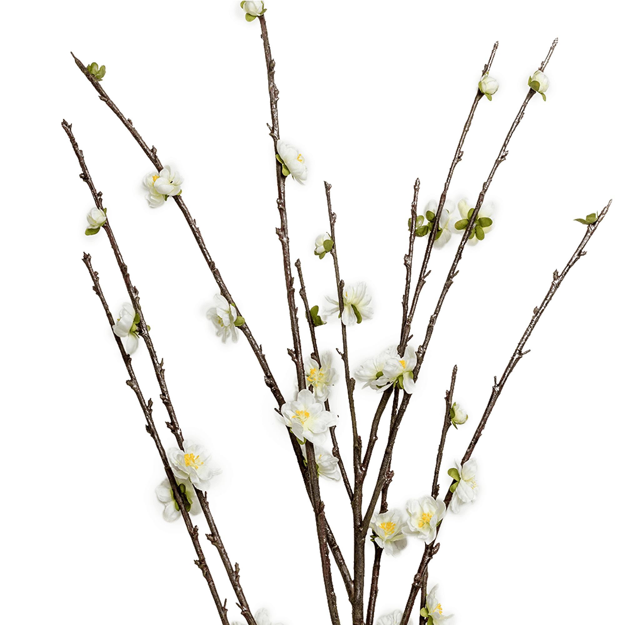 Peach Stem