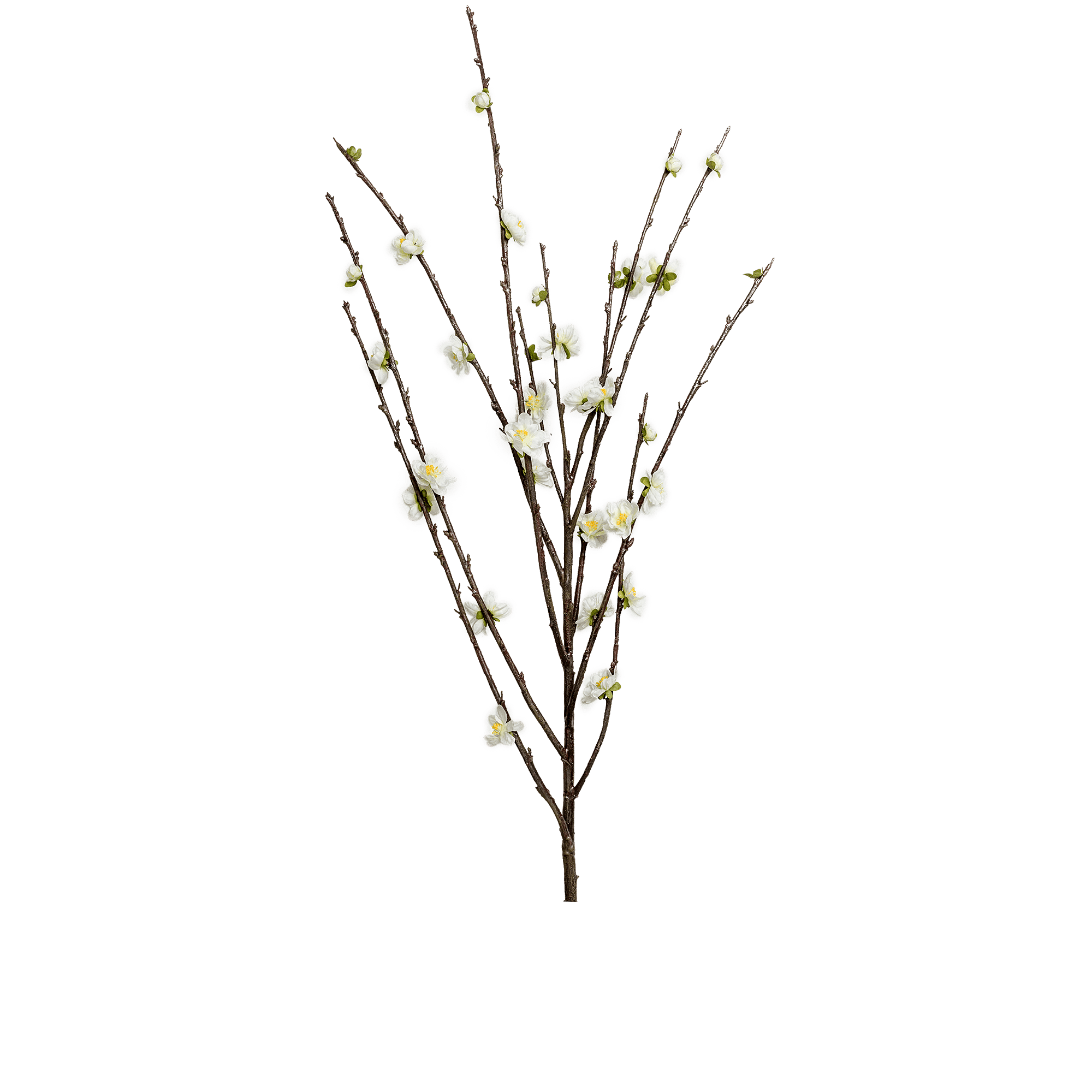 Peach Stem