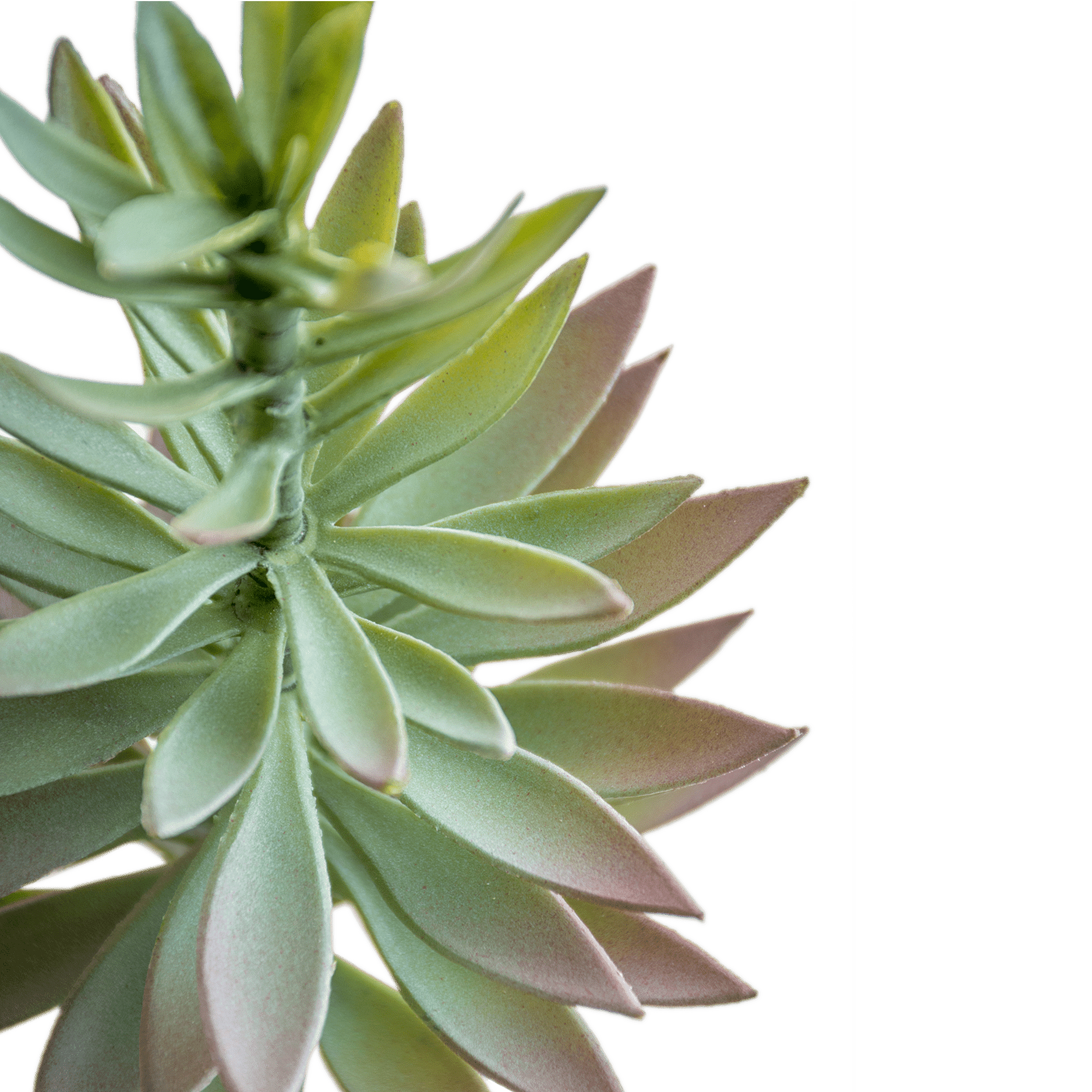 Needle Needle
