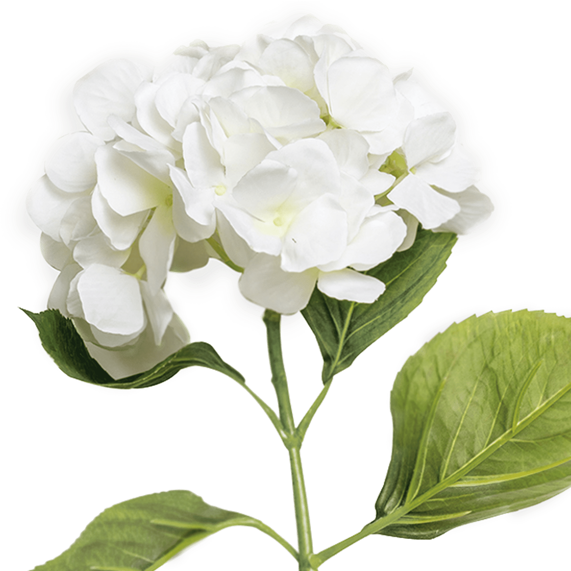 Hydrangea Stem