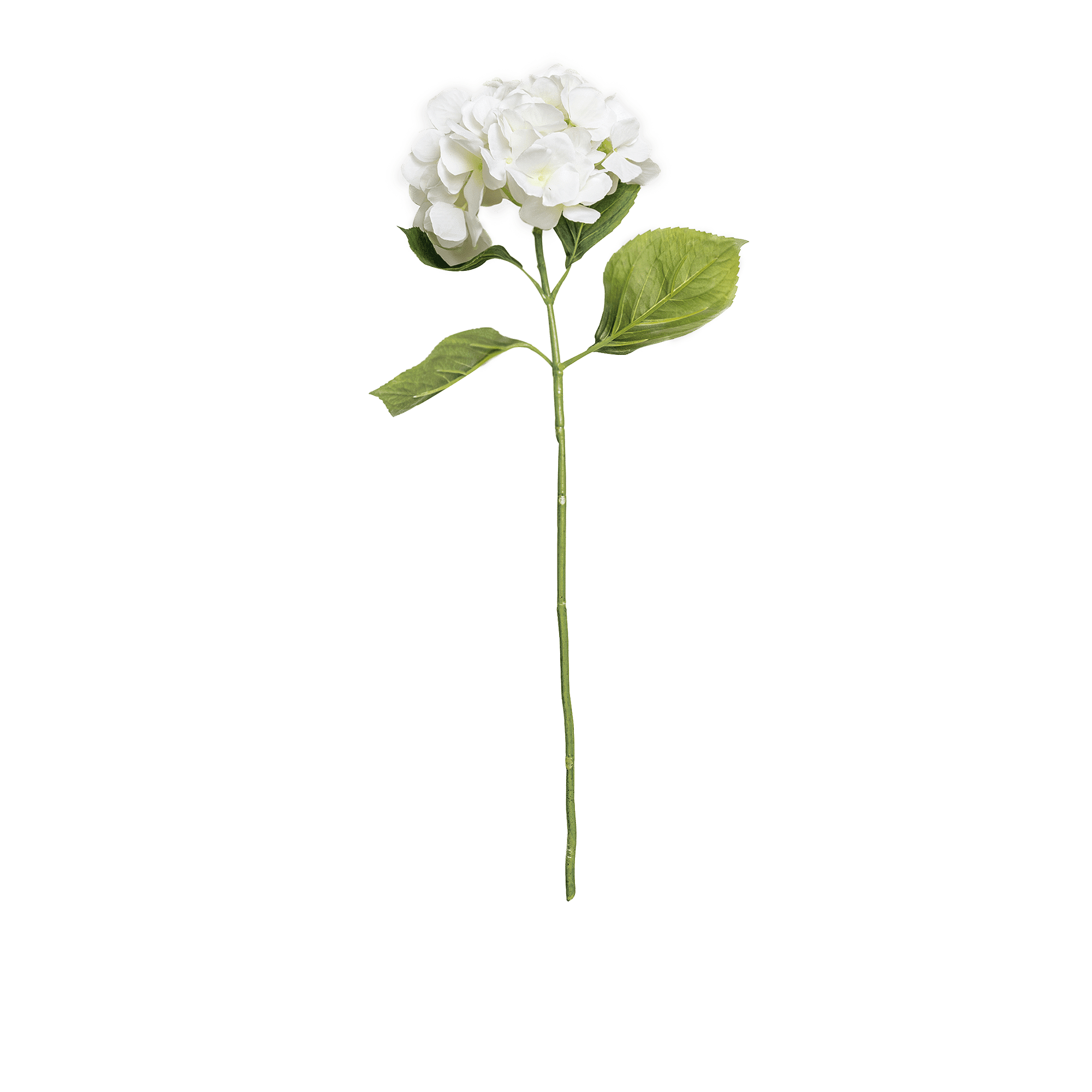 Hydrangea Stem