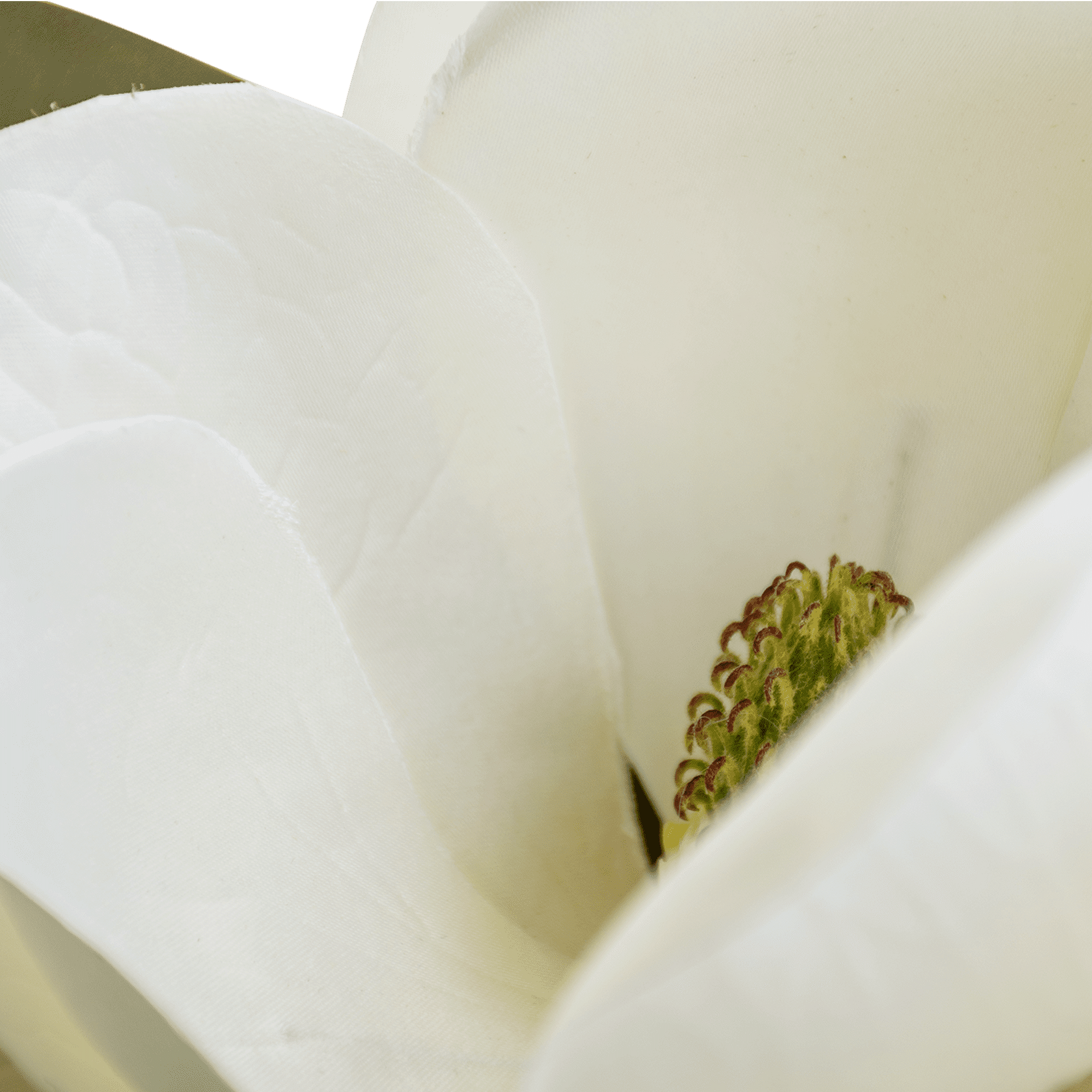 Magnolia Stem