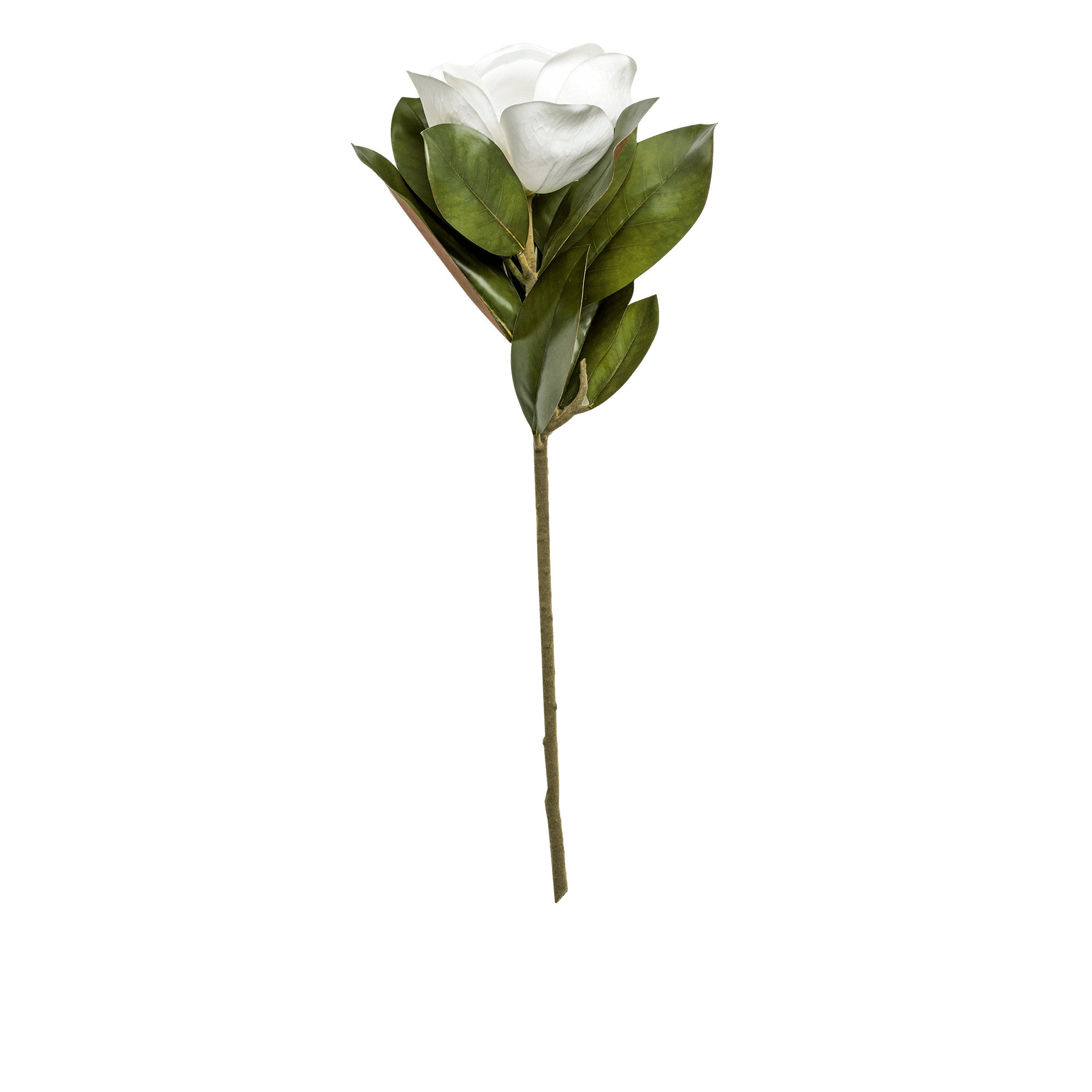 Magnolia Stem