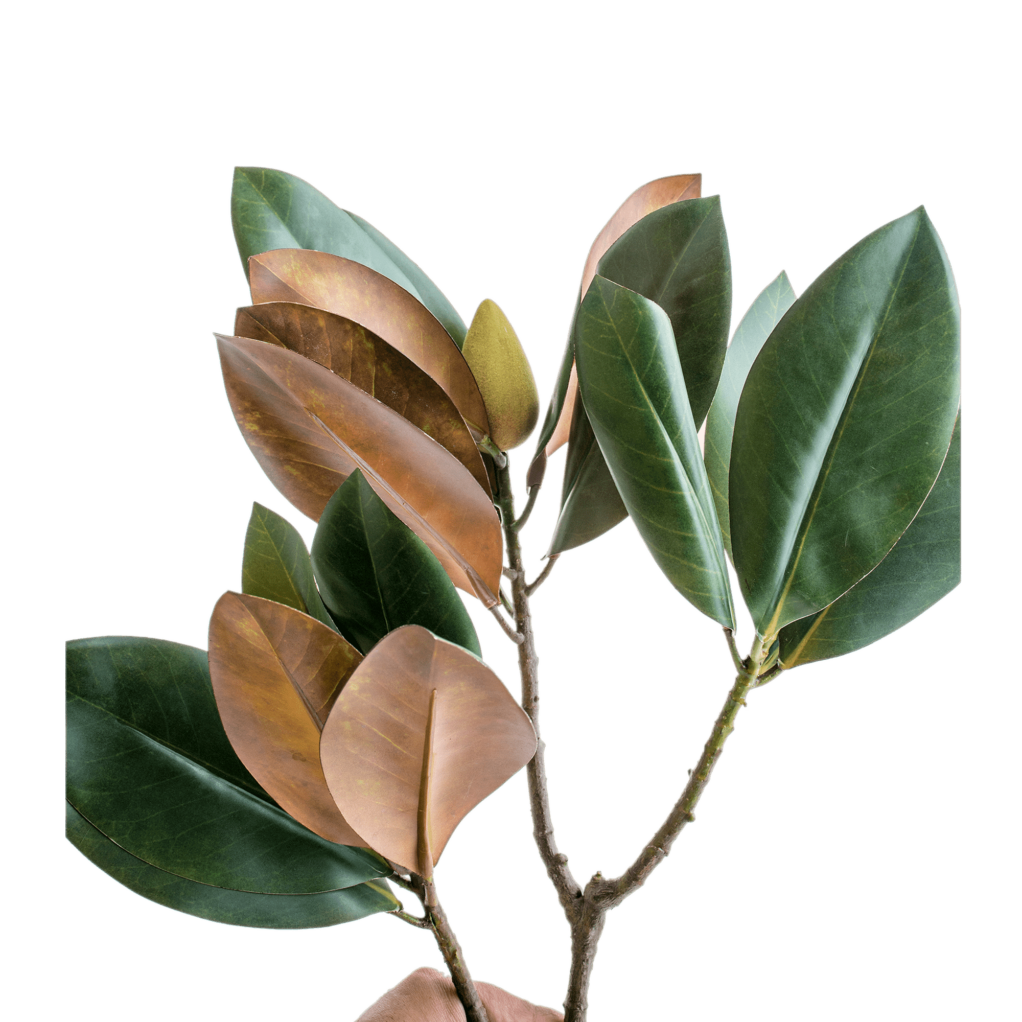 Magnolia Stem
