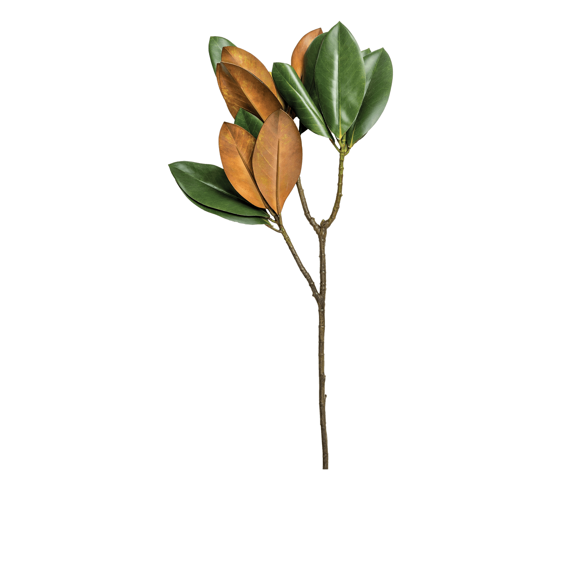 Magnolia Stem