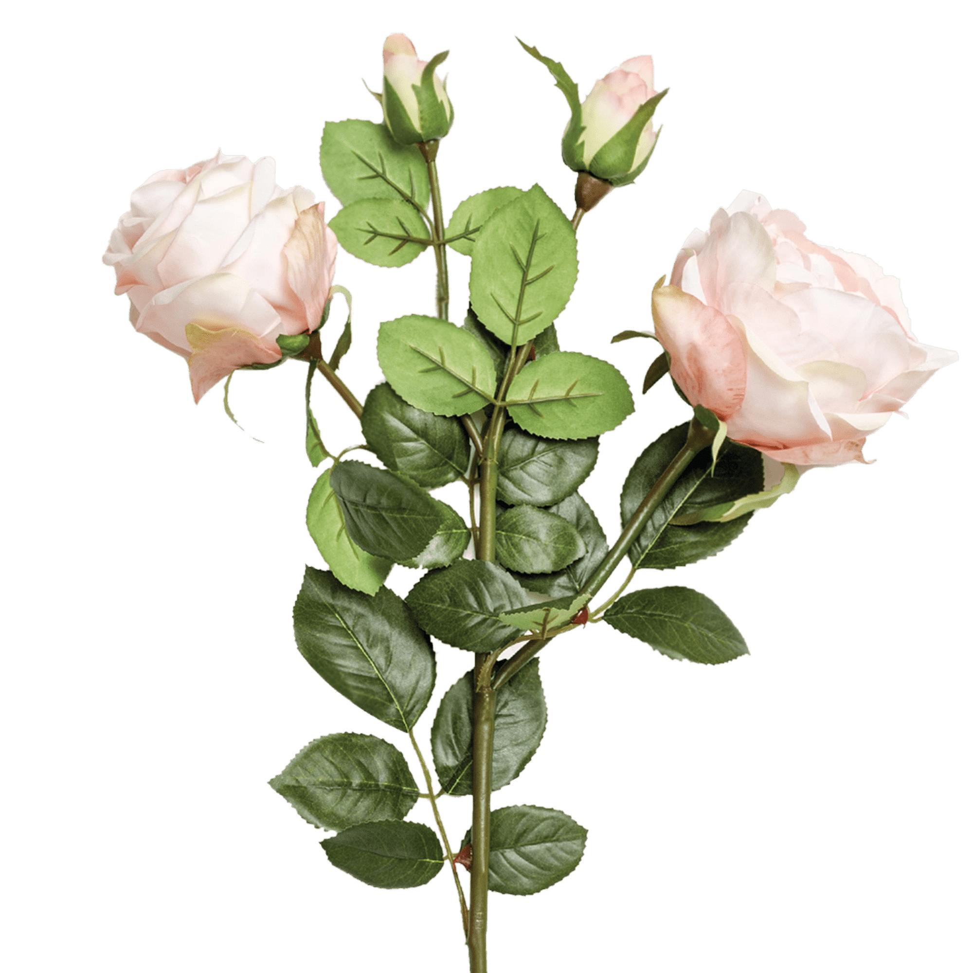 Rose Spray