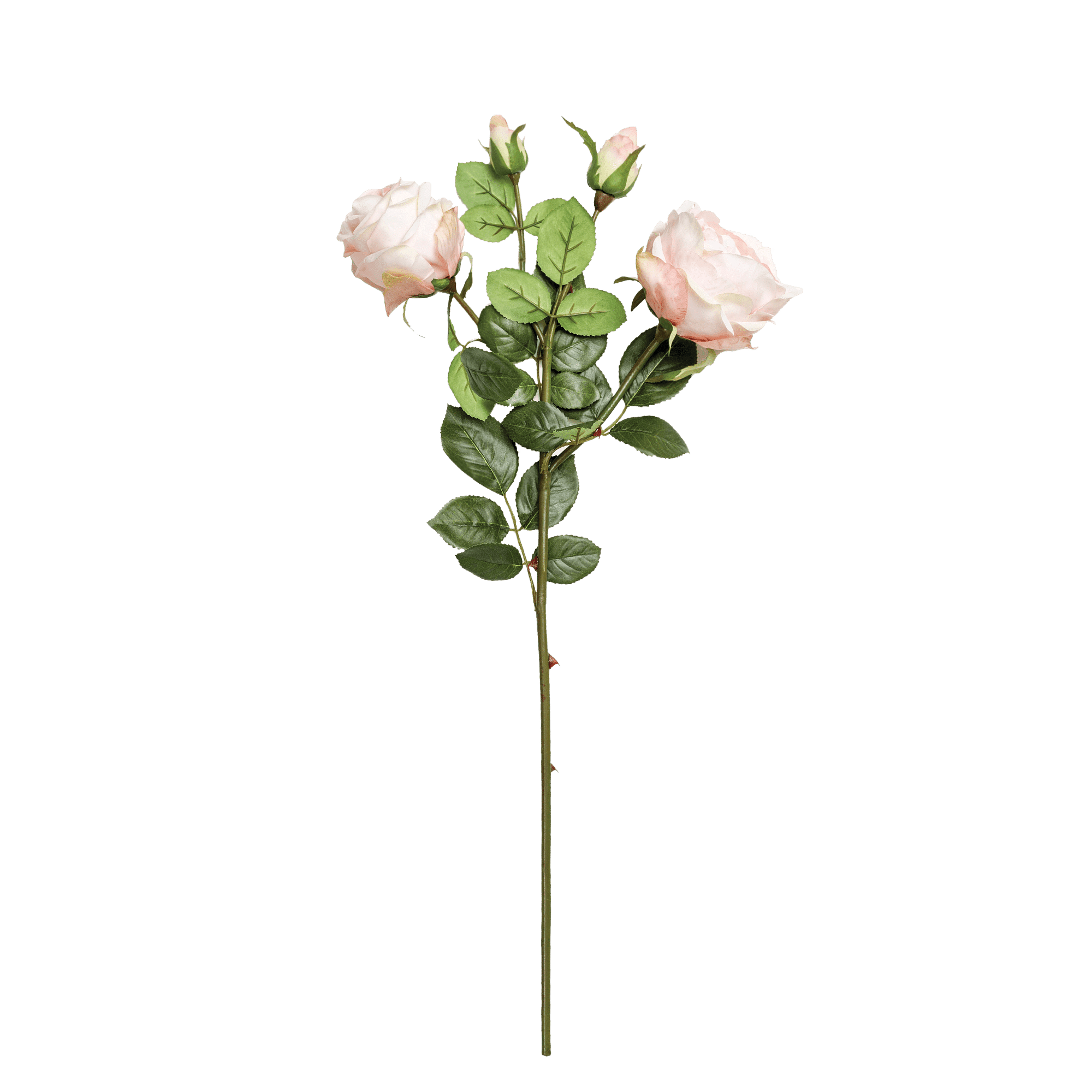 Rose Spray