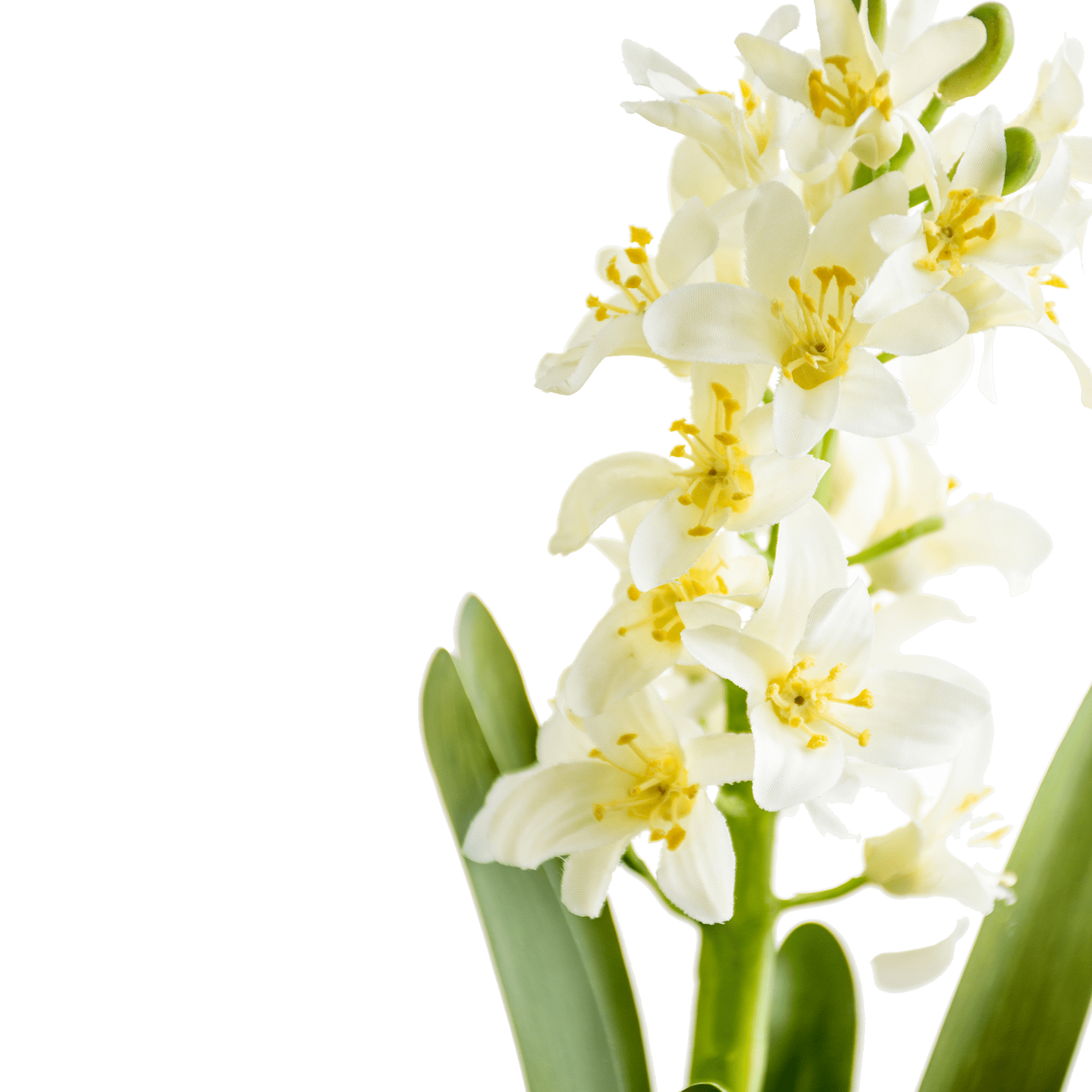Hyacinth Stem