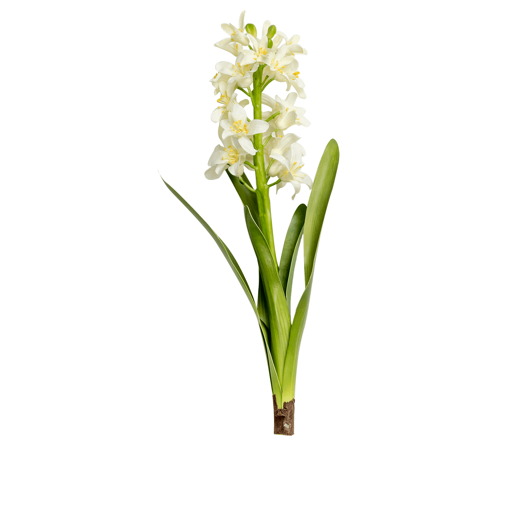 Hyacinth Stem