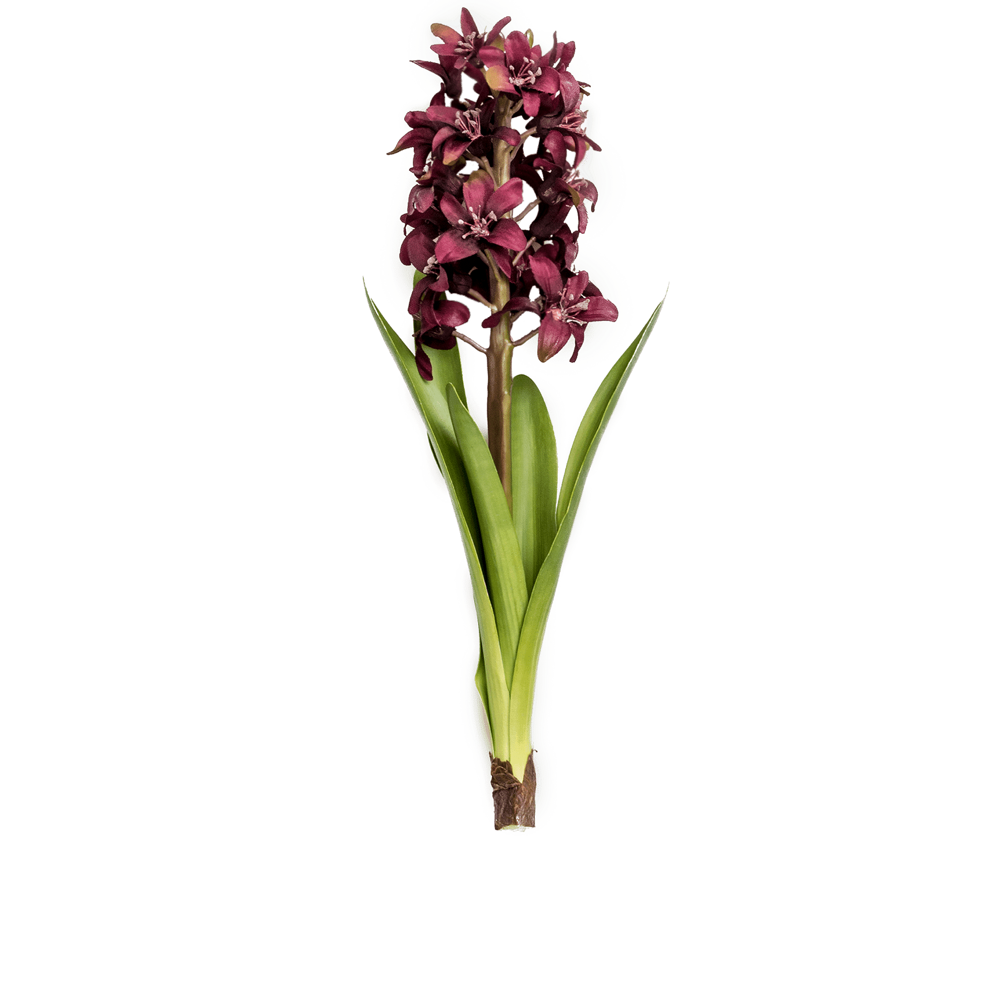 Hyacinth Stem