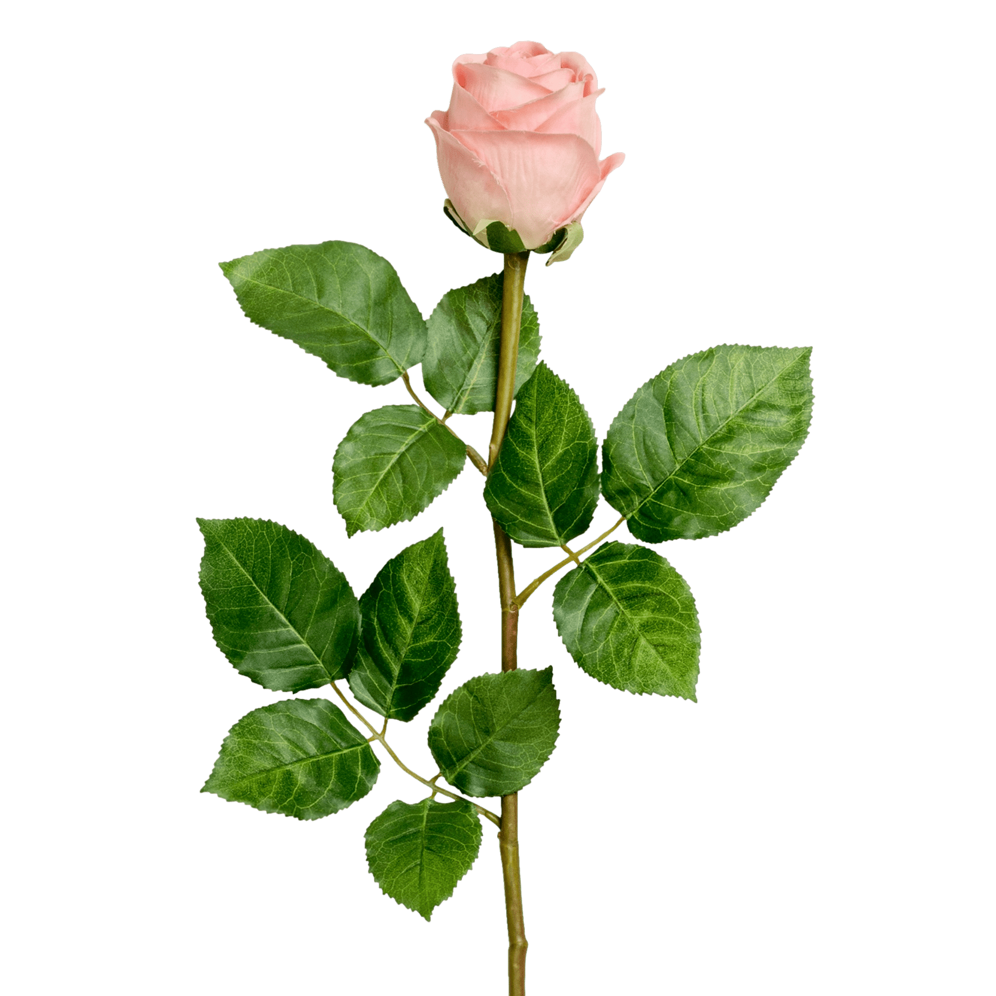 Rose Stem