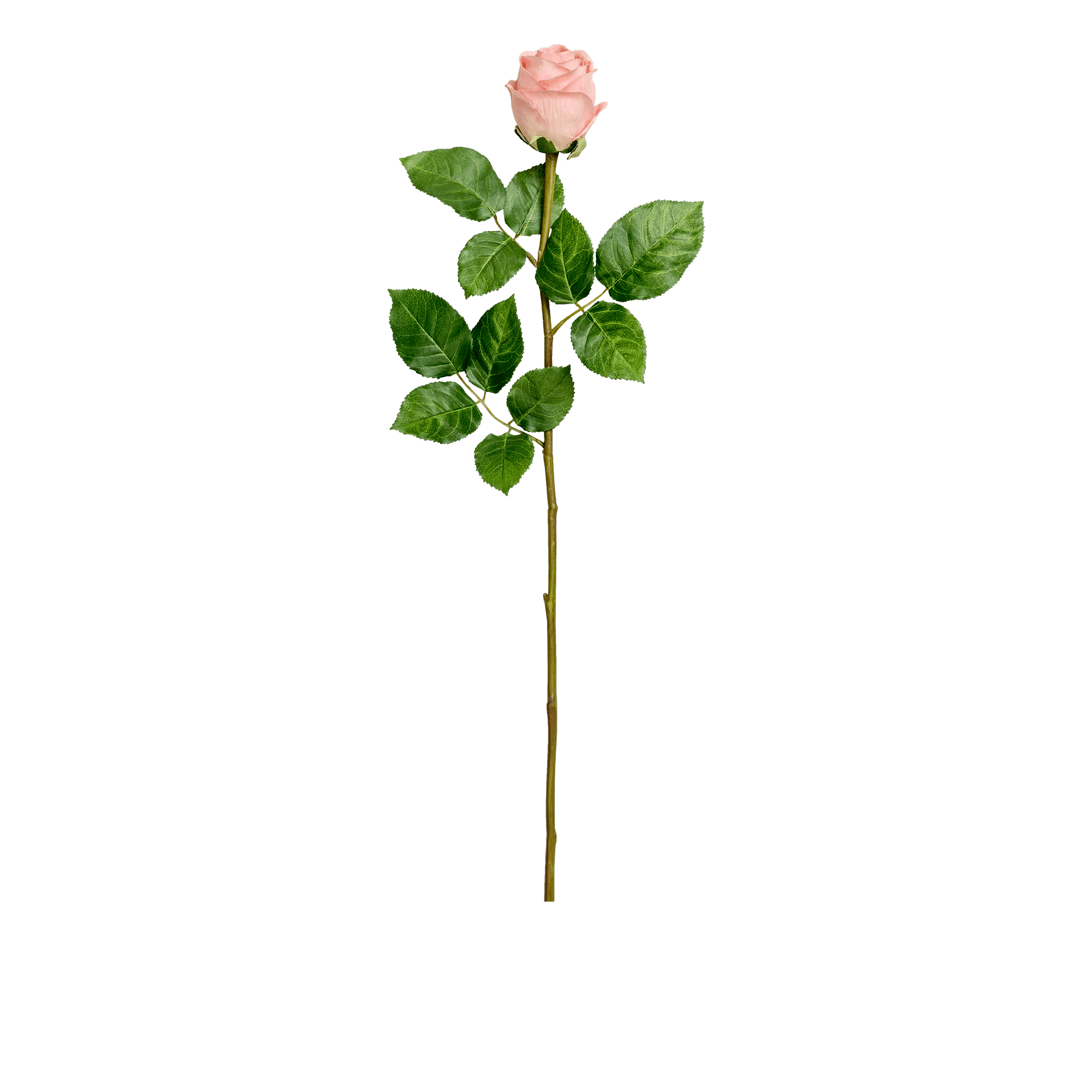 Rose Stem