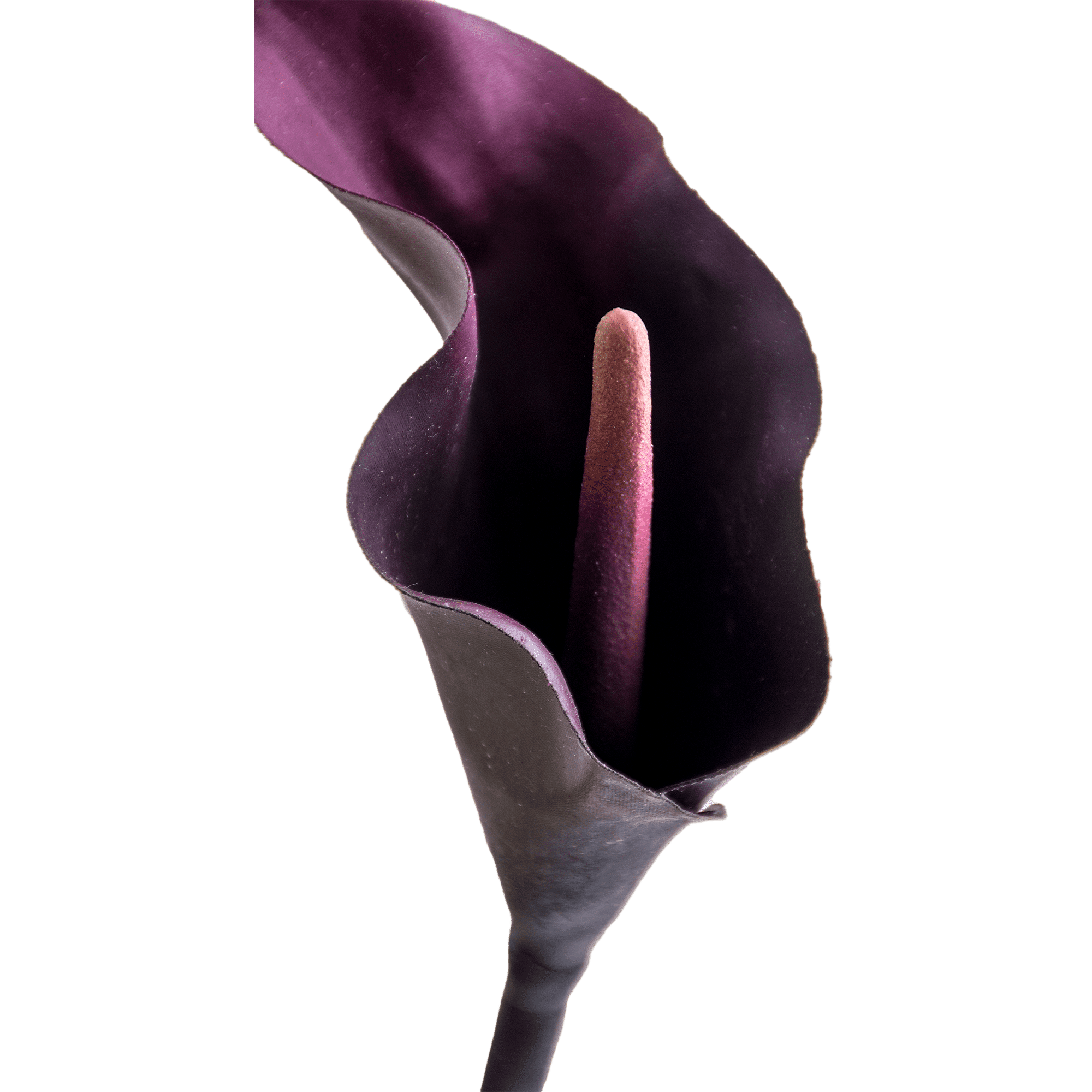 Lily Stem