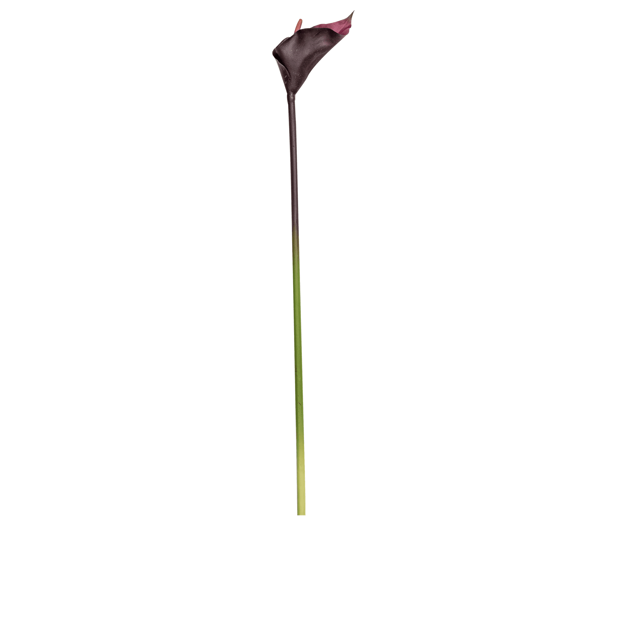 Lily Stem