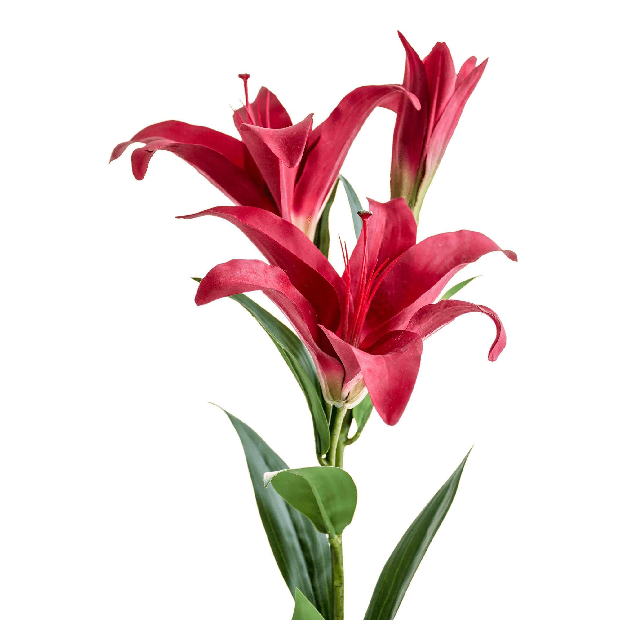 Lily Stem