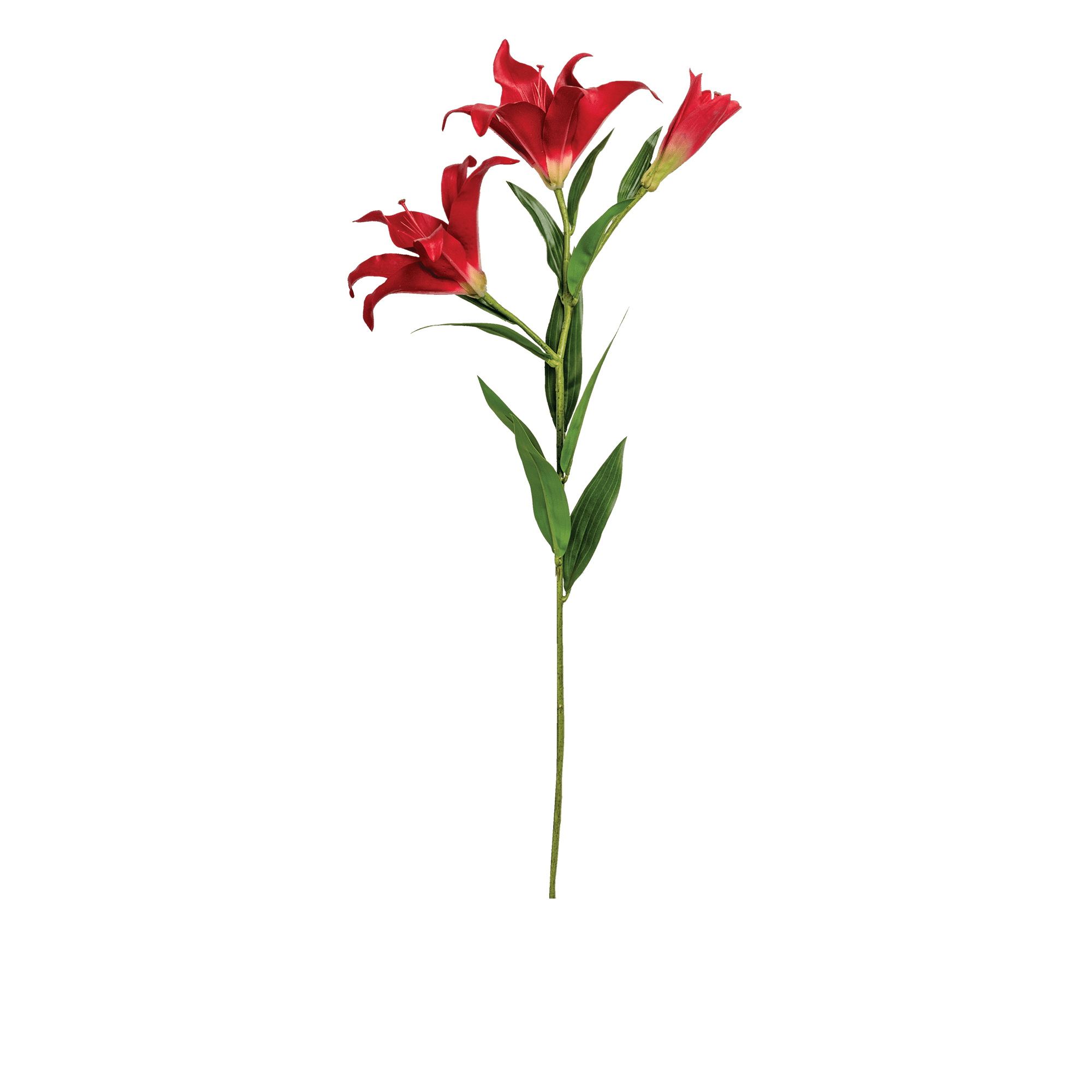 Lily Stem