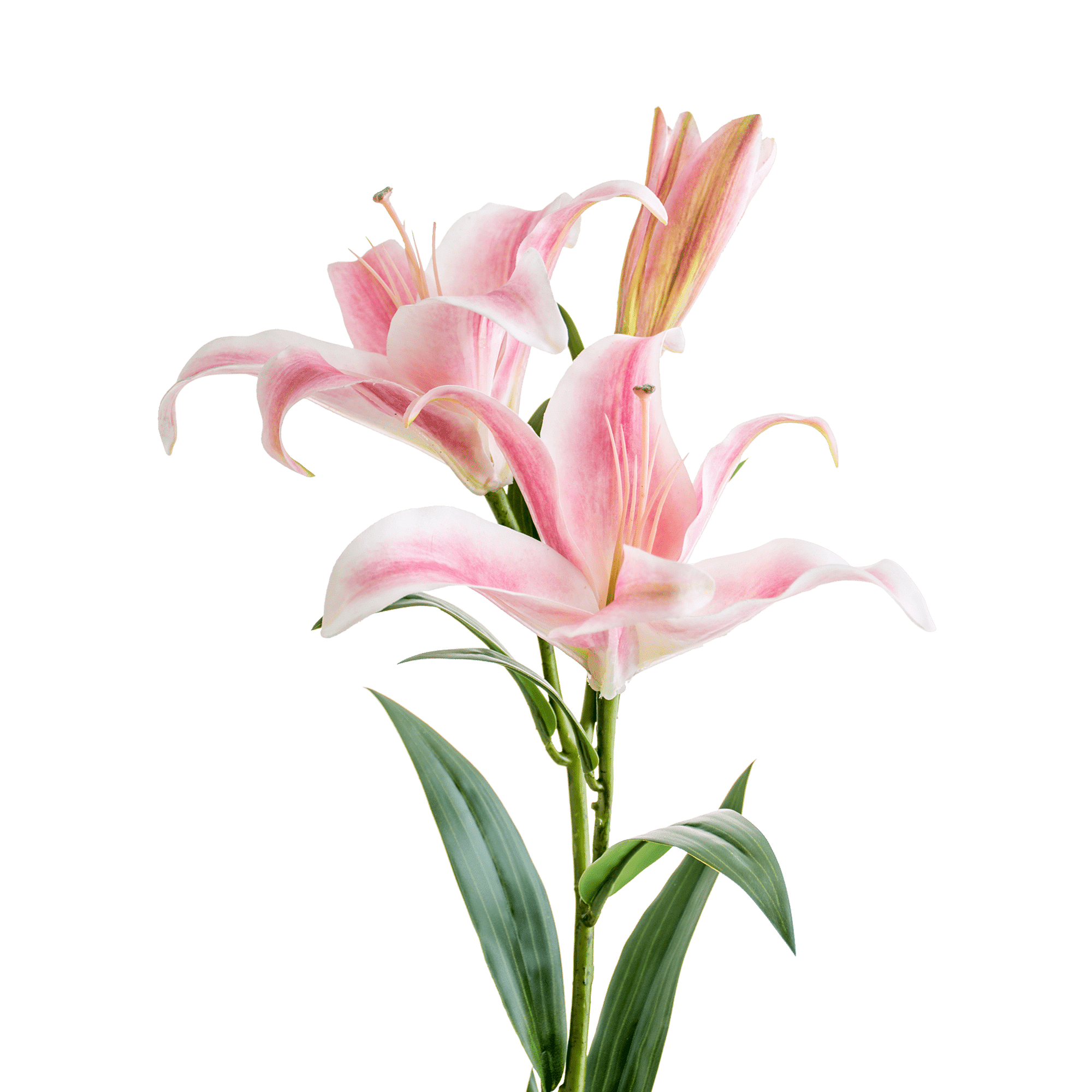 Lily Stem