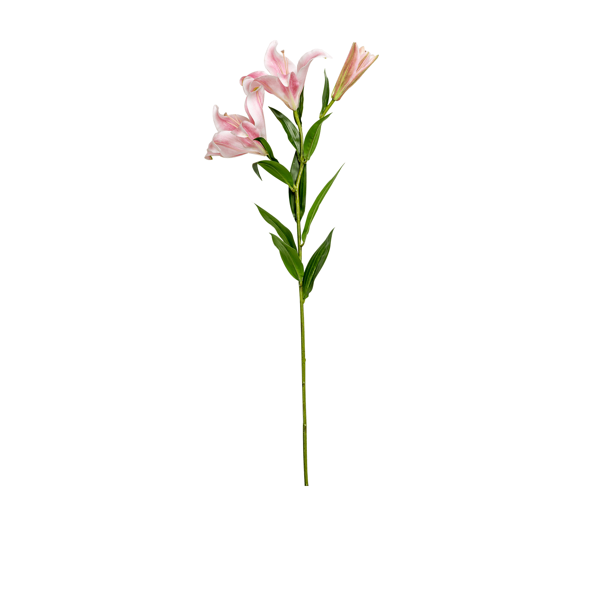 Lily Stem