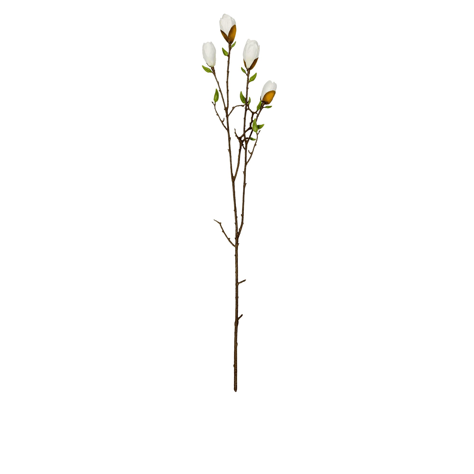 Magnolia Spray