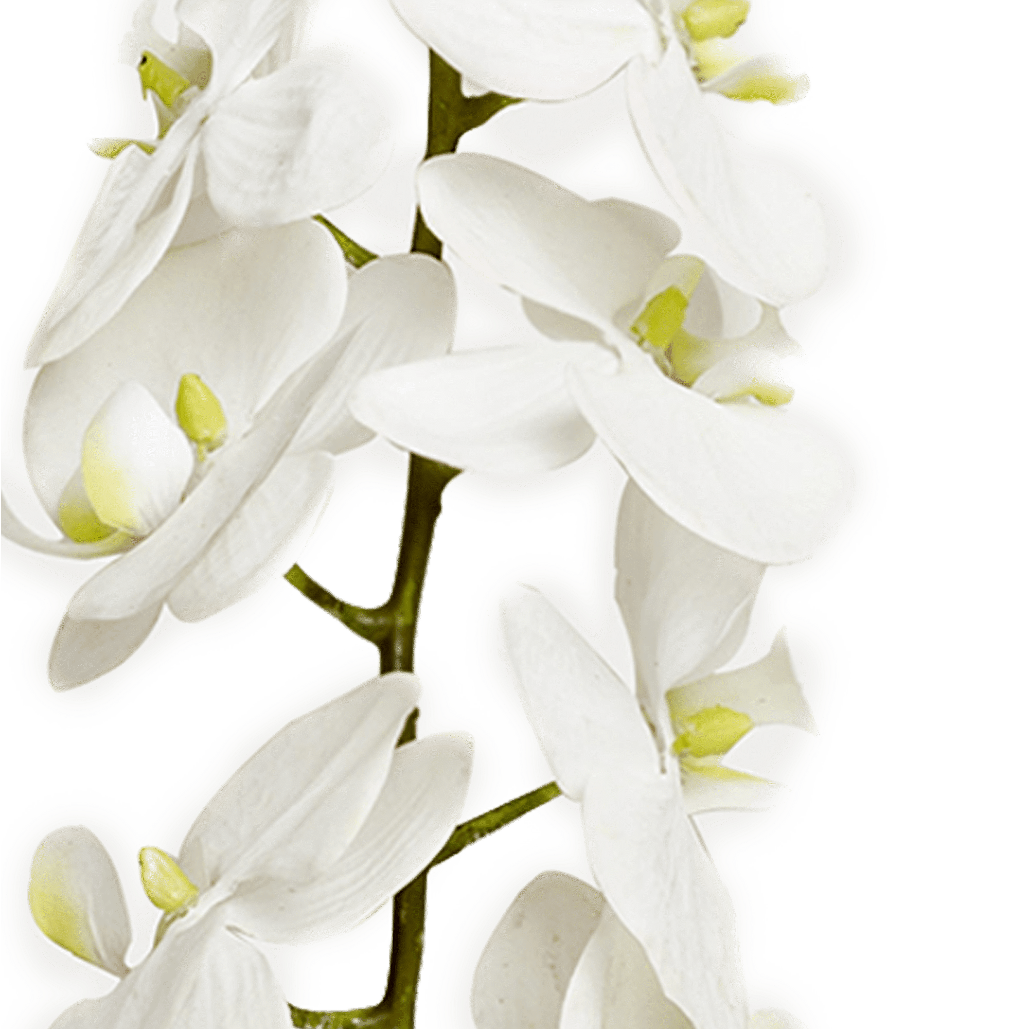 Phalaenopsis Stem
