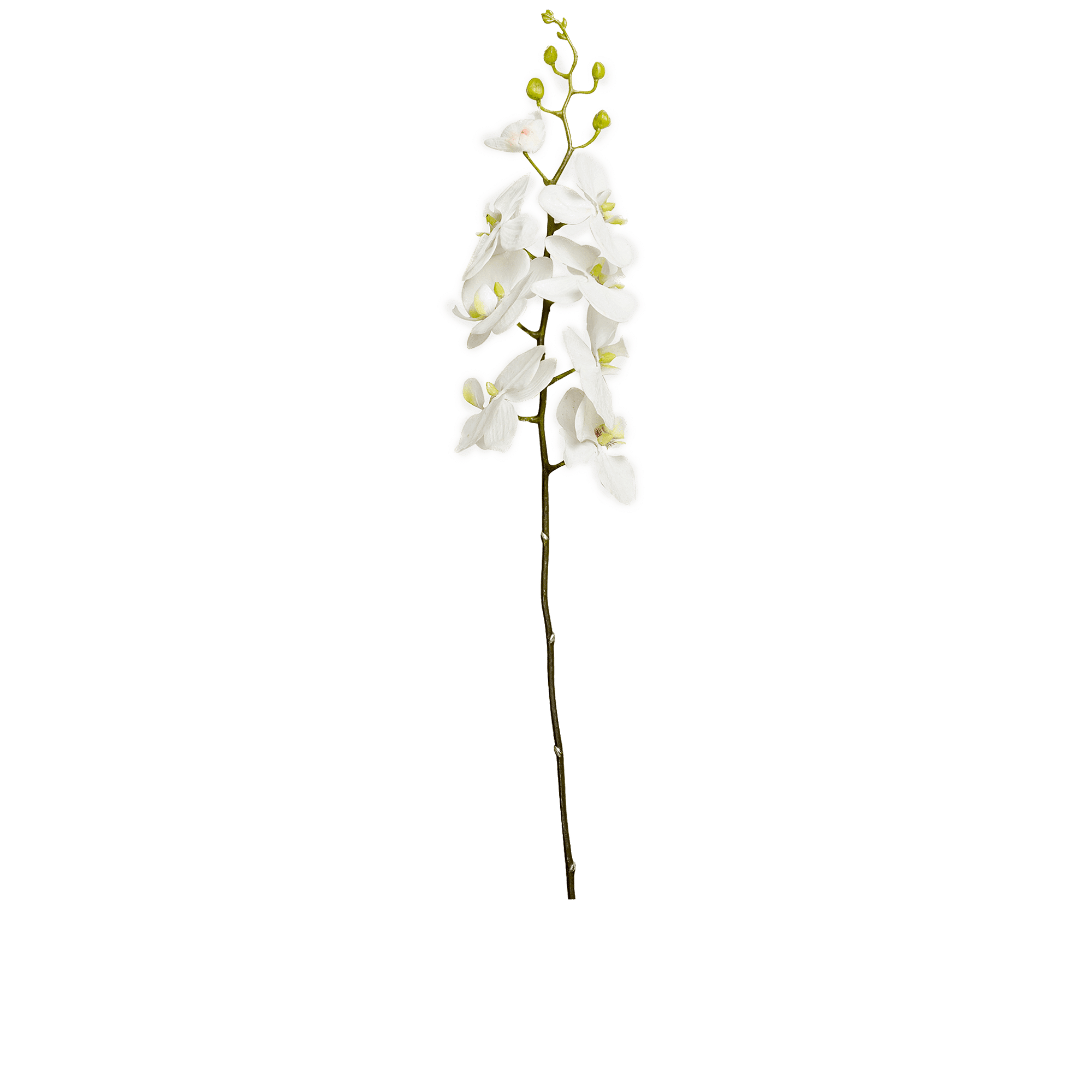 Phalaenopsis Stem