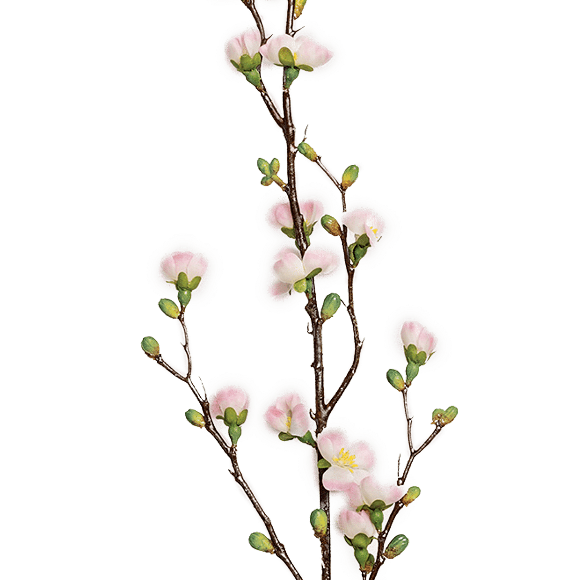 Magnolia Spray